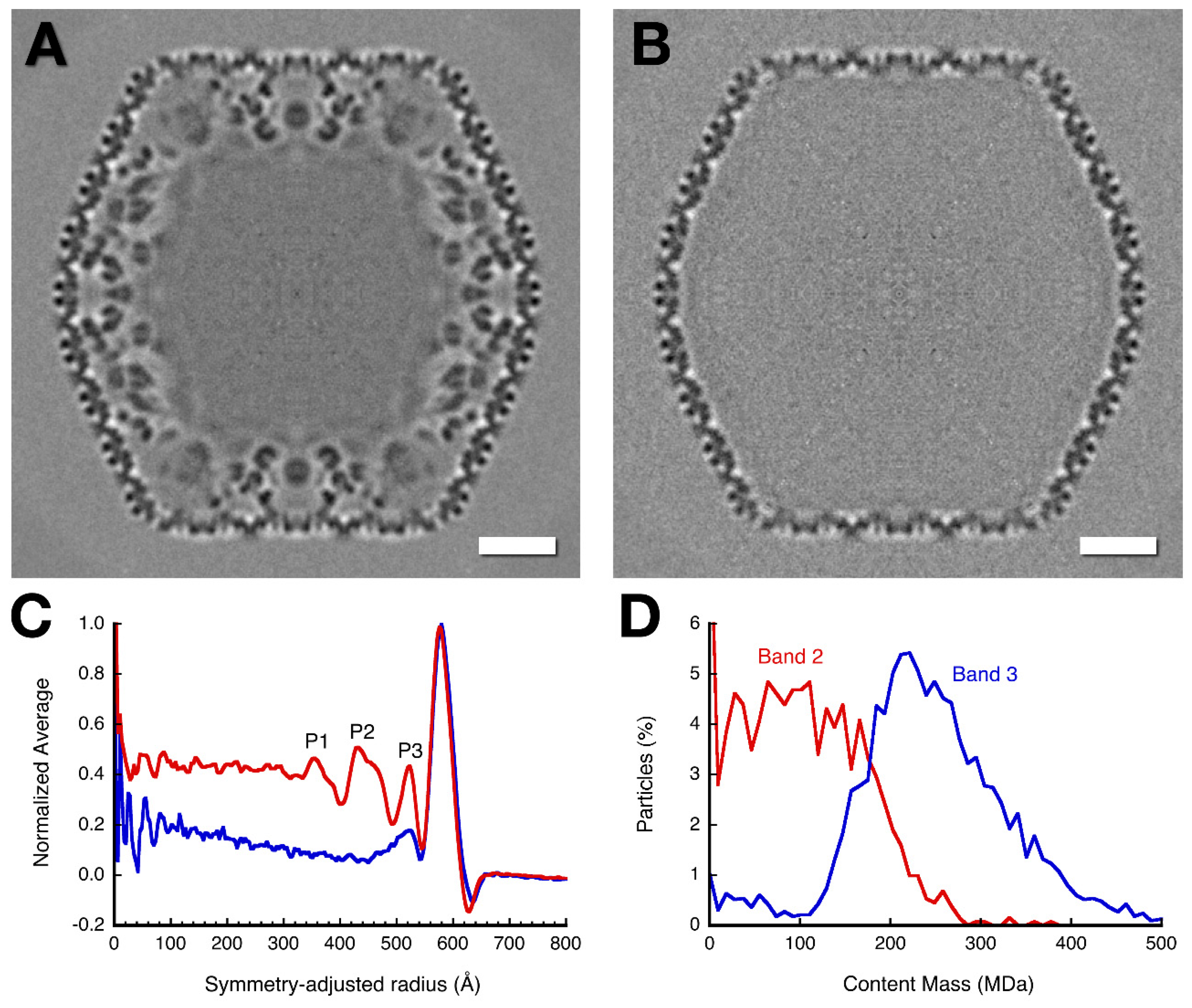 Viruses 12 00910 g005