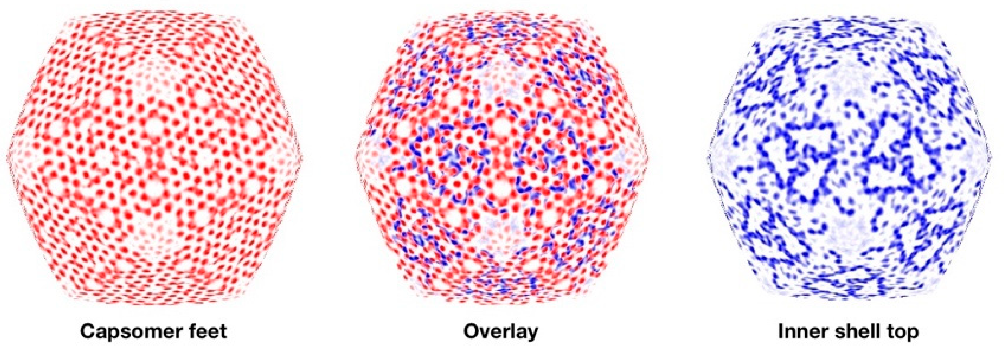 Viruses 12 00910 g007