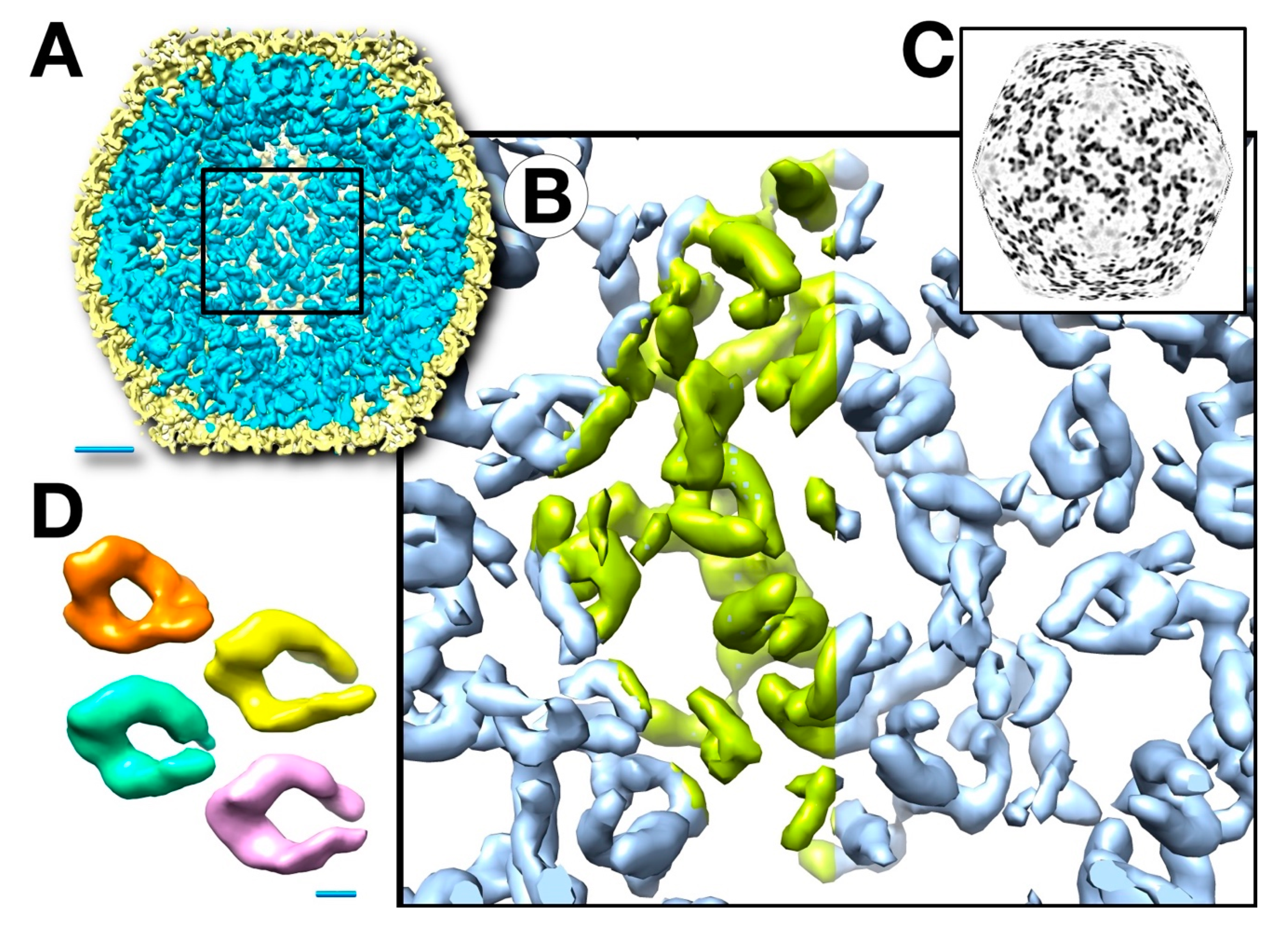 Viruses 12 00910 g008