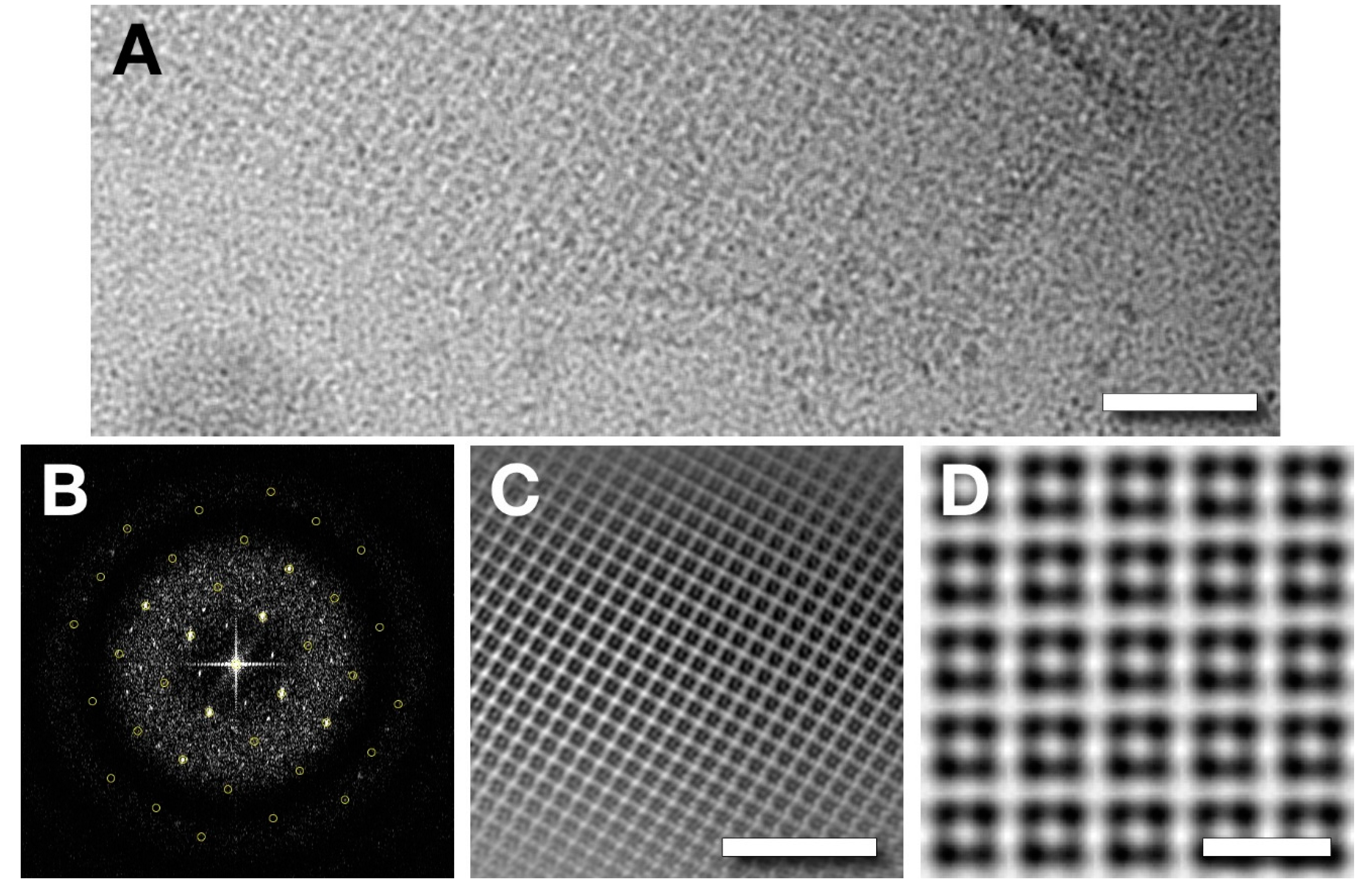 Viruses 12 00910 g009