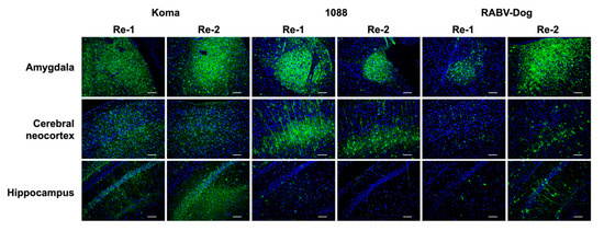 Viruses 12 00914 g0a1