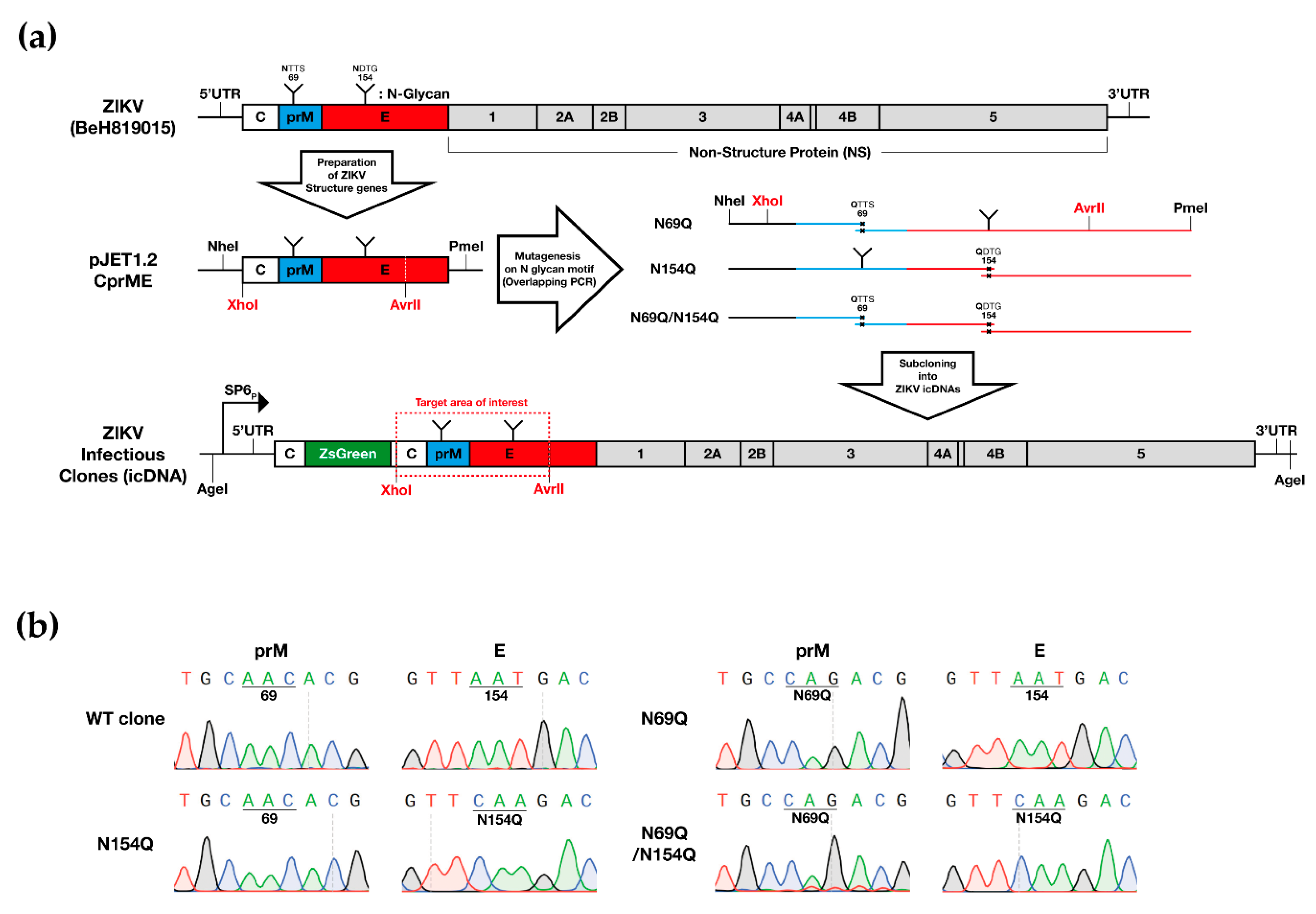 Viruses 12 00925 g001 Viruses 12 00925 g001
