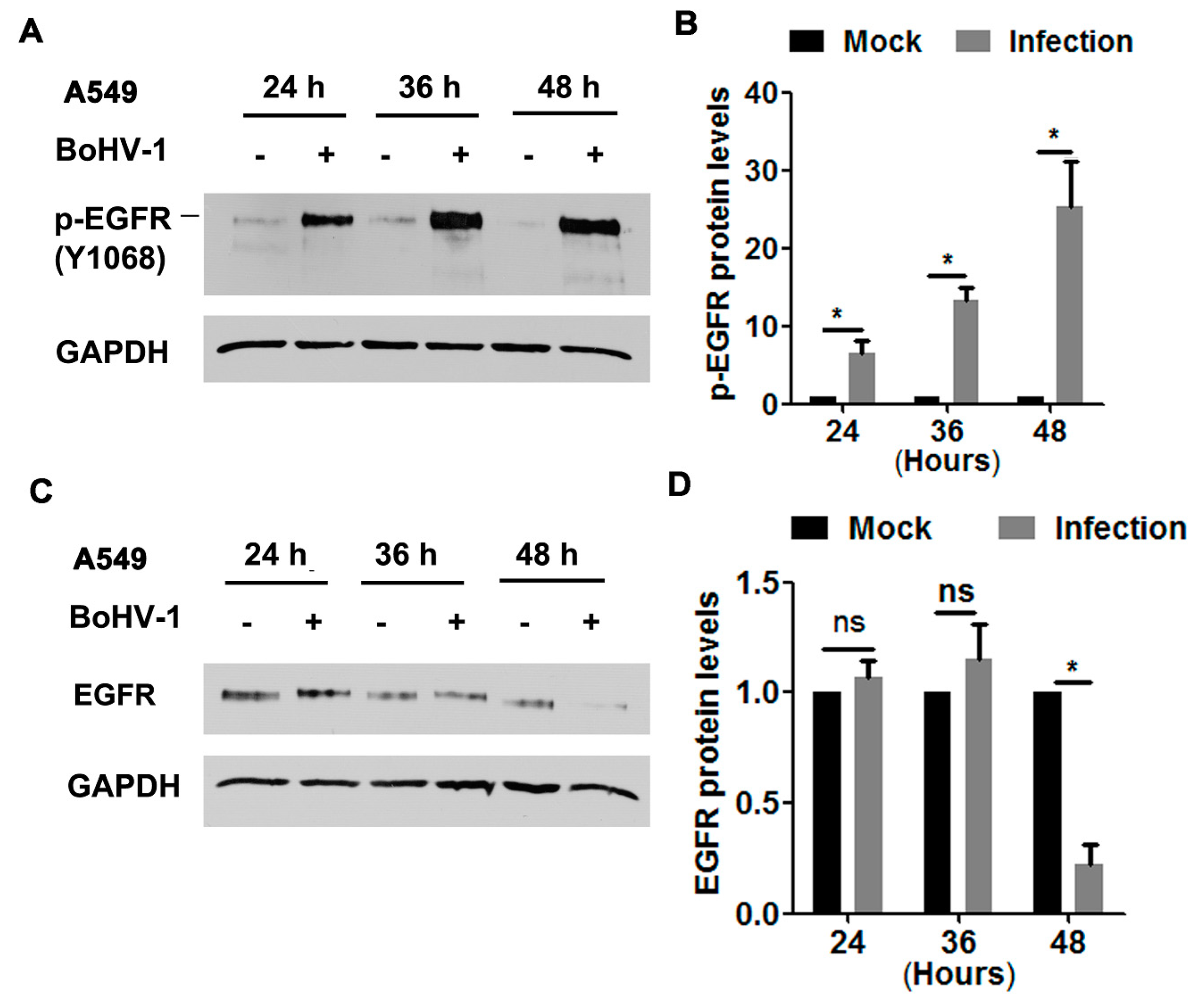 Viruses 12 00927 g001 Viruses 12 00927 g001