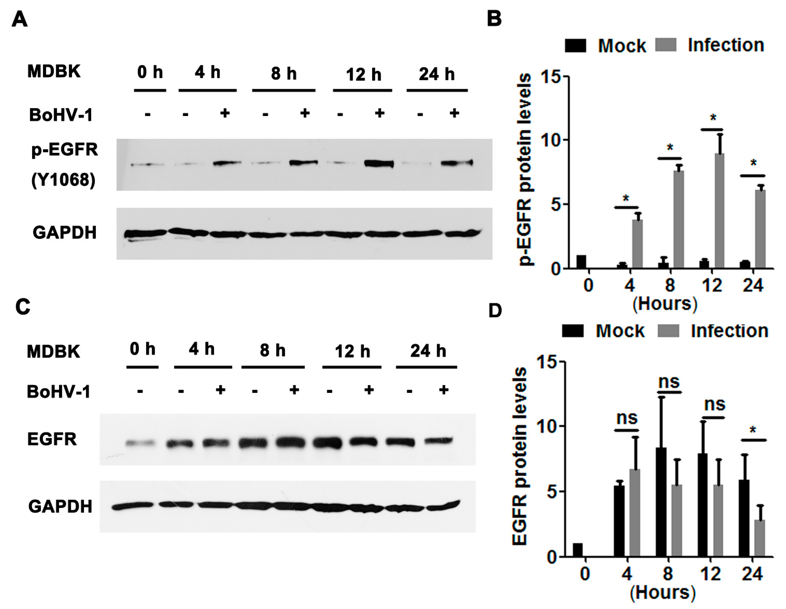 Viruses 12 00927 g002 Viruses 12 00927 g002