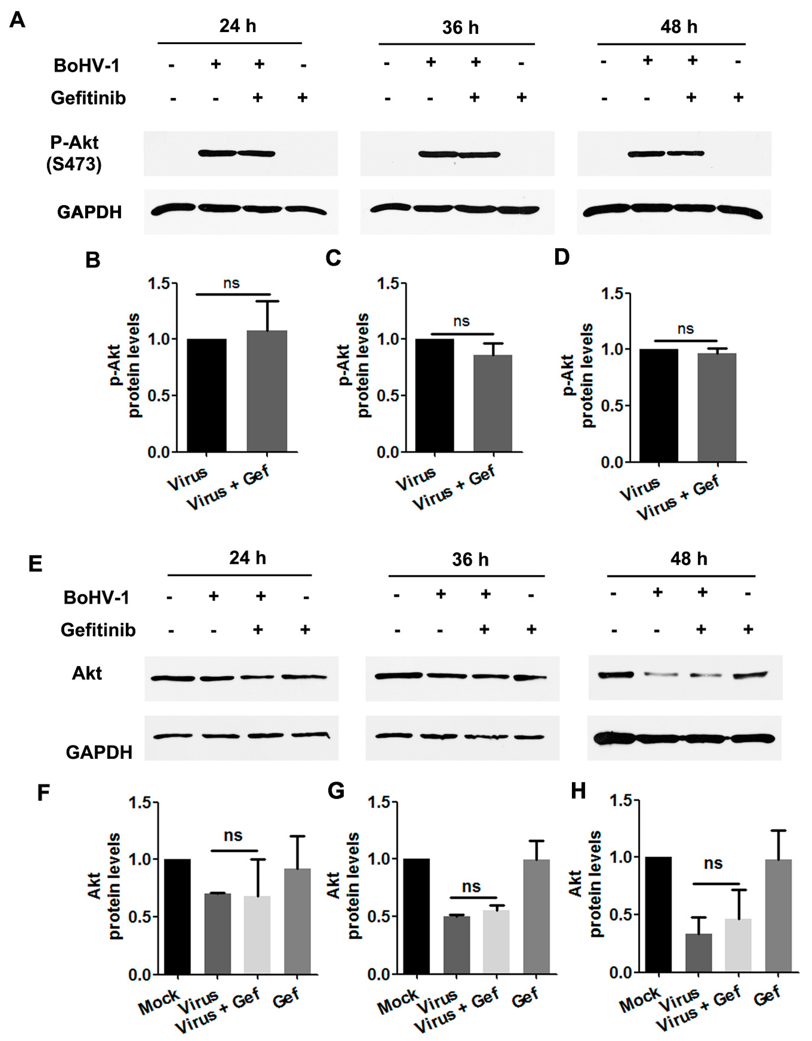 Viruses 12 00927 g008 Viruses 12 00927 g008