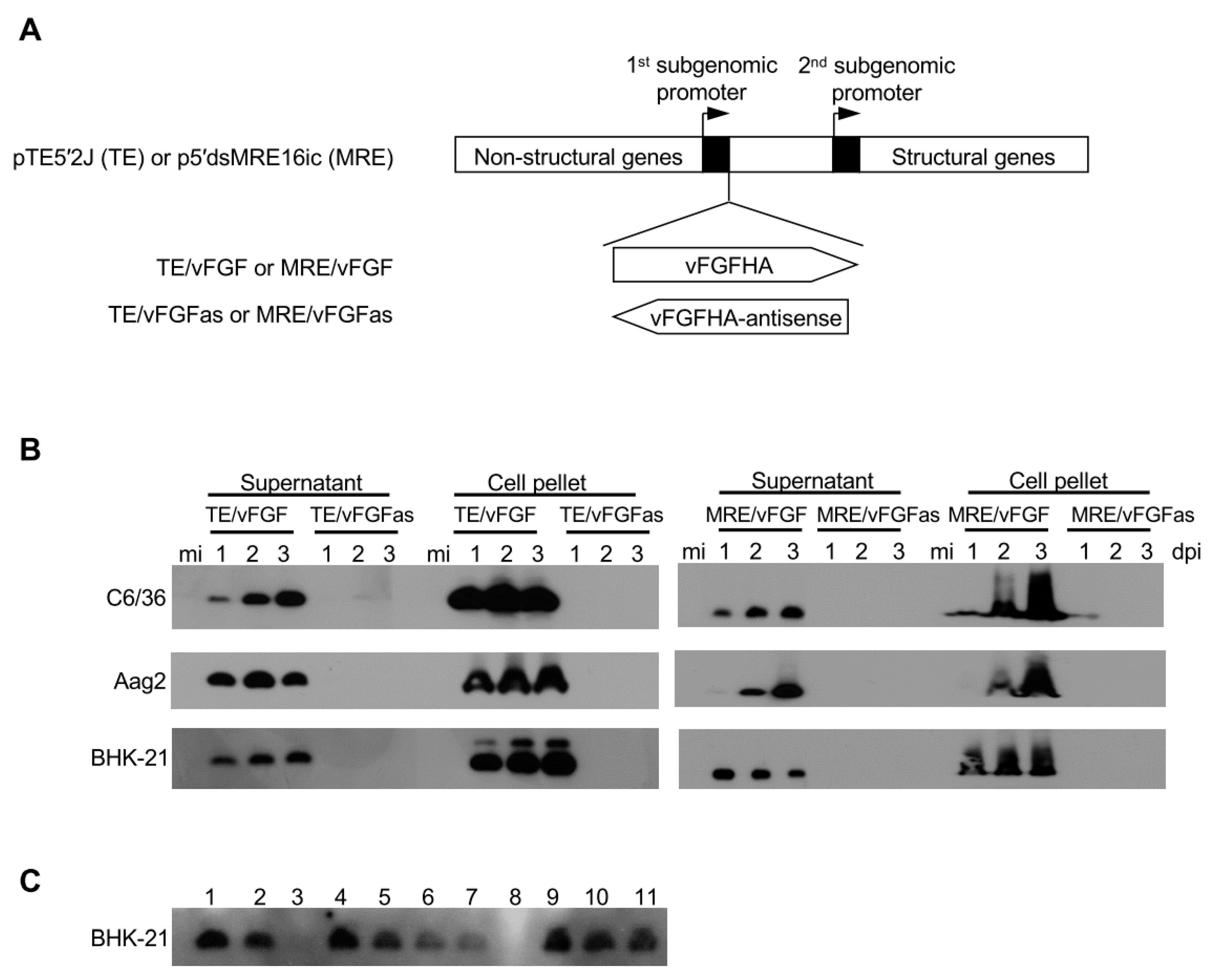 Viruses 12 00943 g003