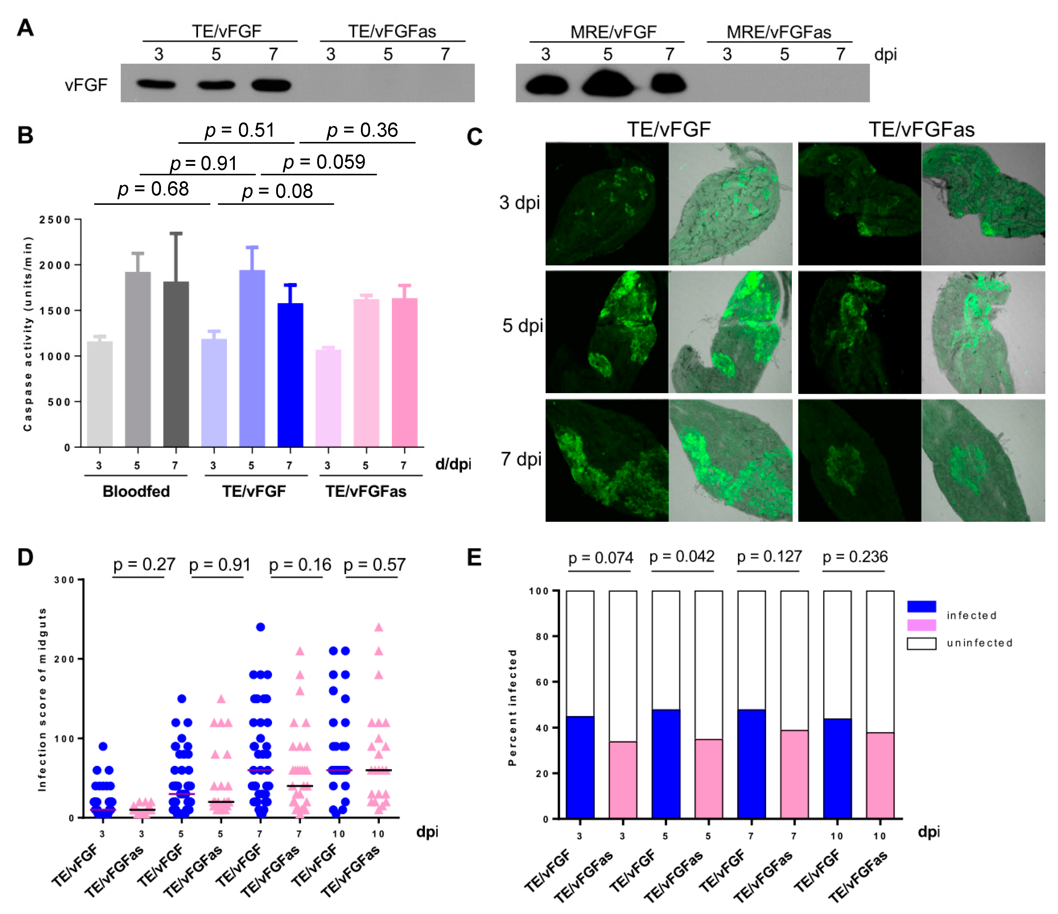 Viruses 12 00943 g006