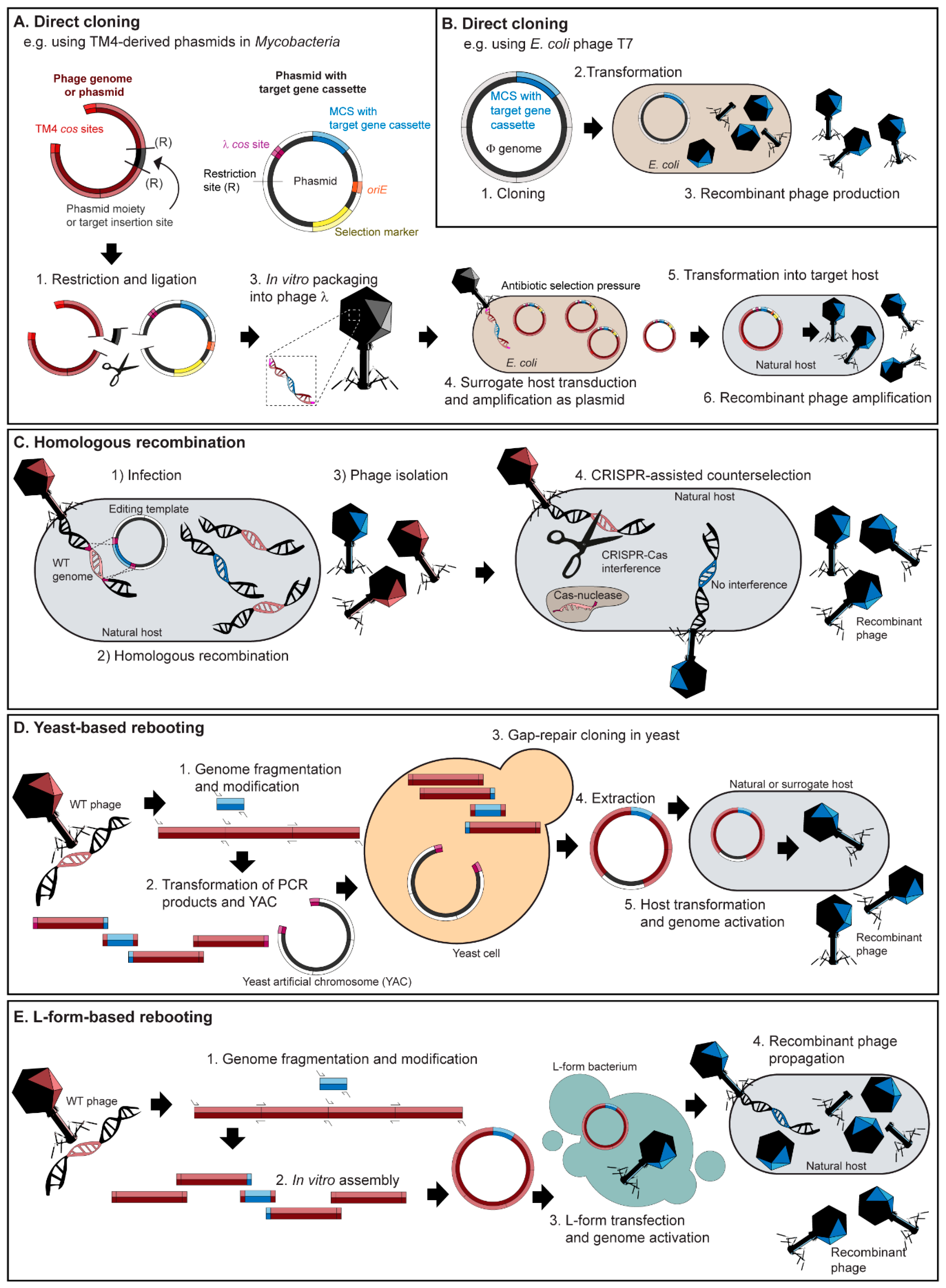 Viruses 12 00944 g002 Viruses 12 00944 g002