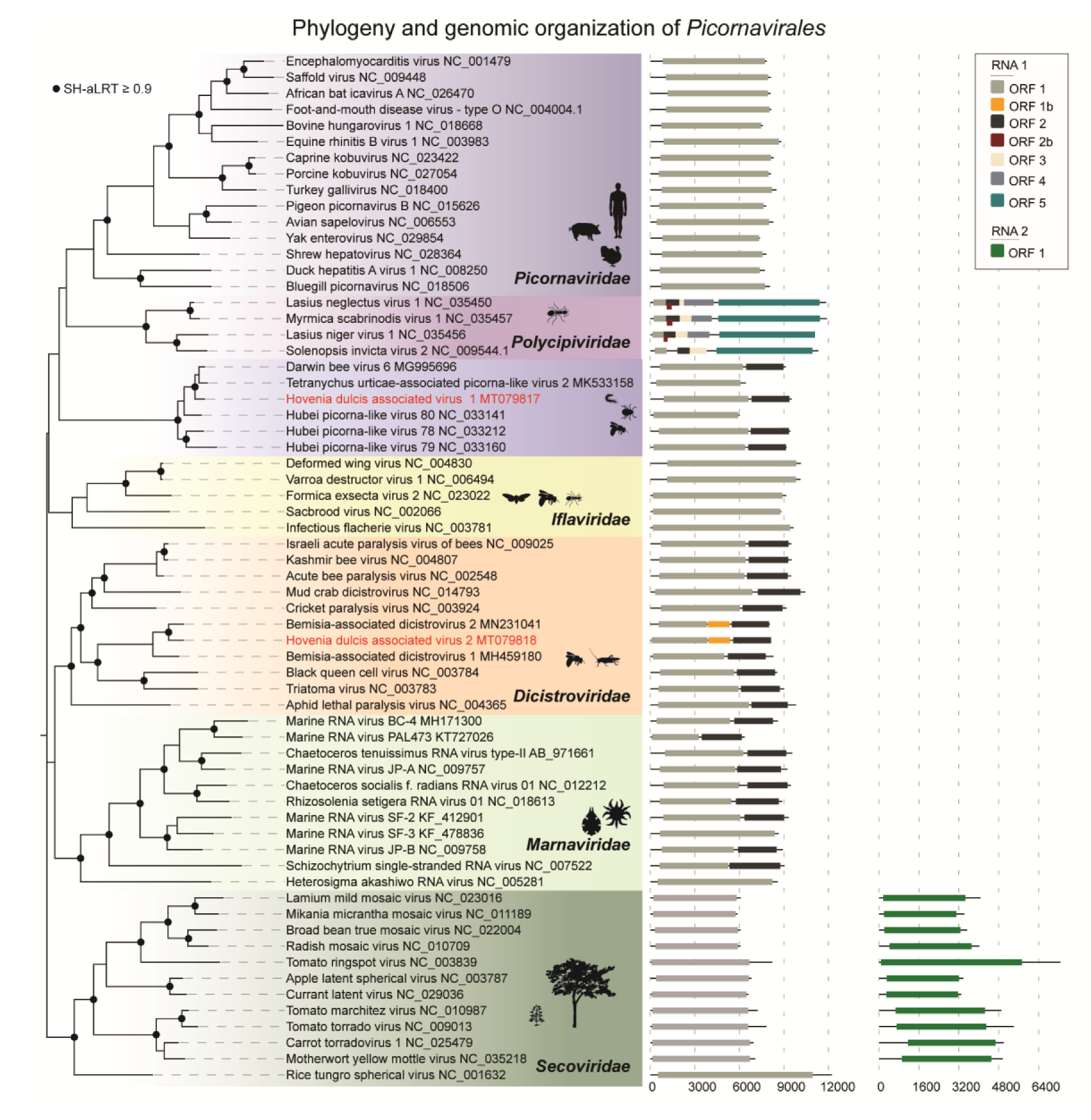 Viruses 12 00950 g002