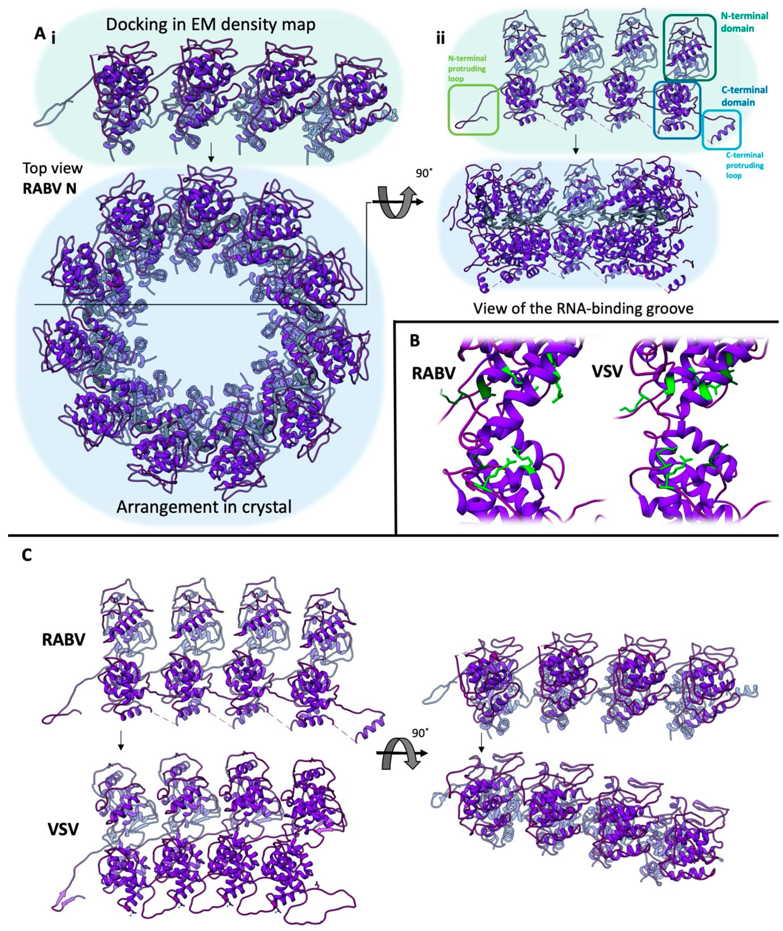 Viruses 12 00959 g002