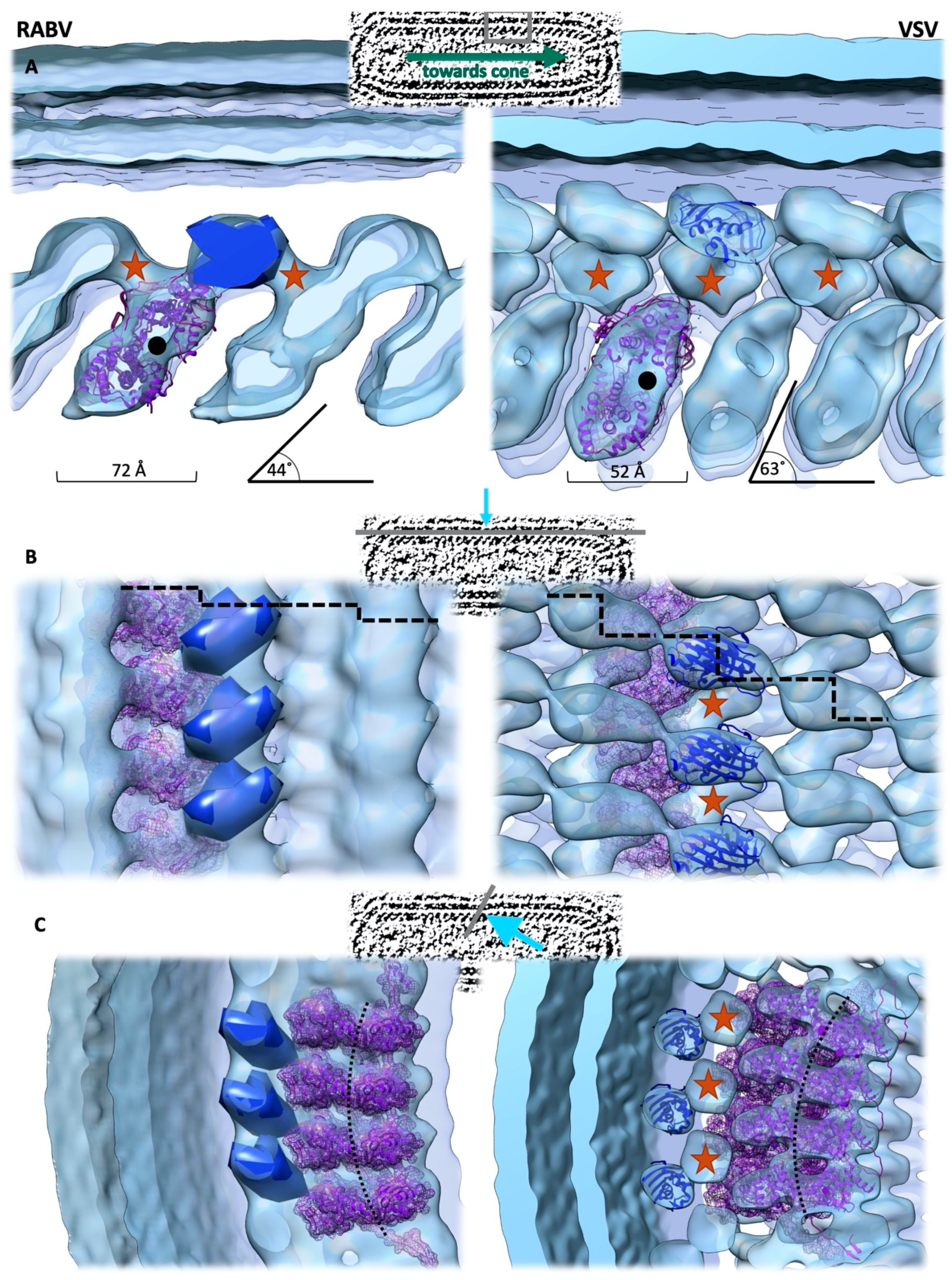 Viruses 12 00959 g004