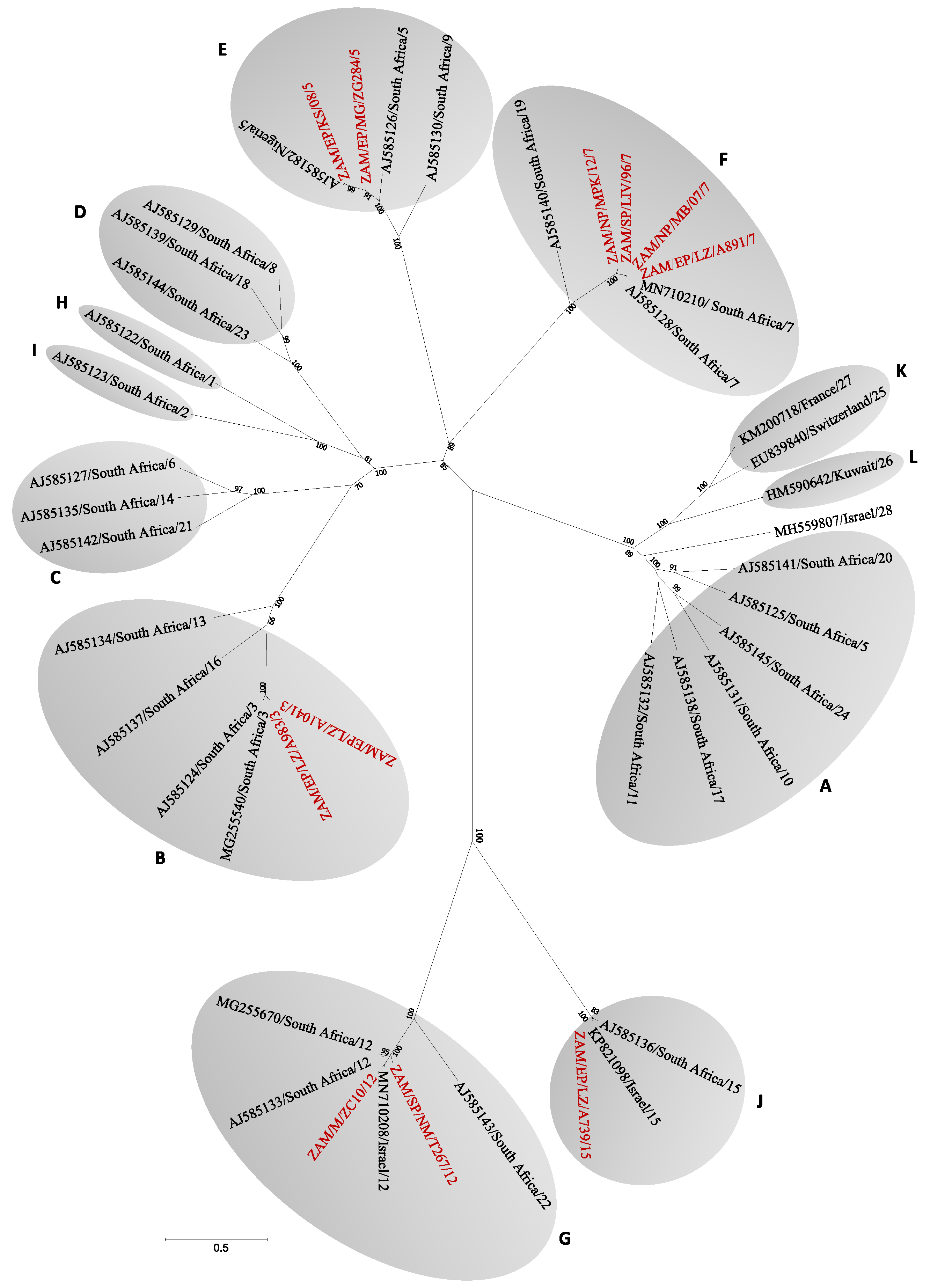 Viruses 12 00963 g002