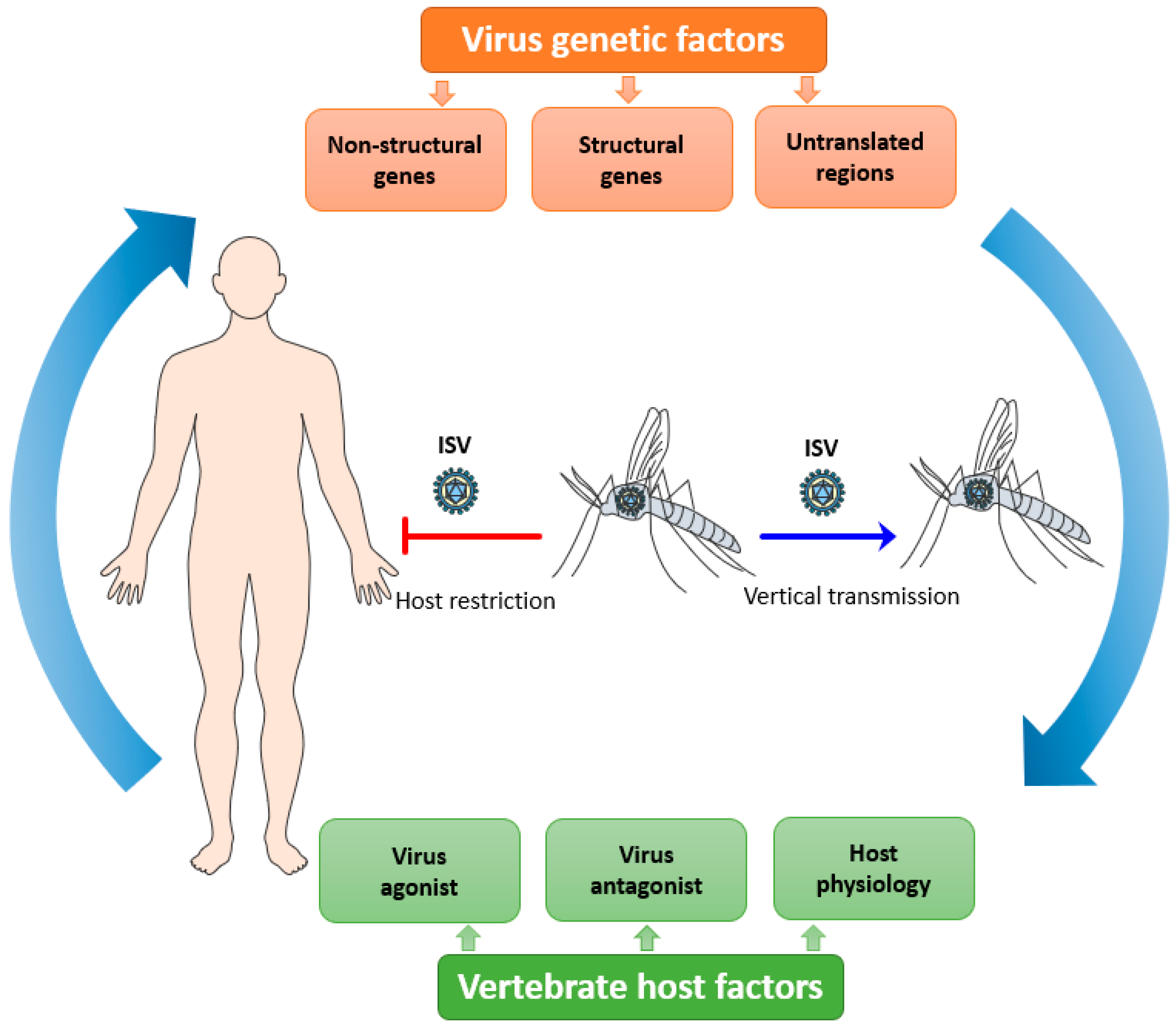 Viruses 12 00964 g001 Viruses 12 00964 g001