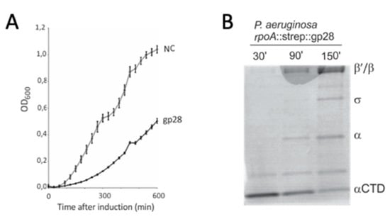 Viruses 12 00976 g0a2