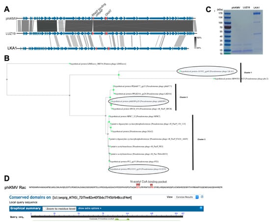 Viruses 12 00976 g0a3