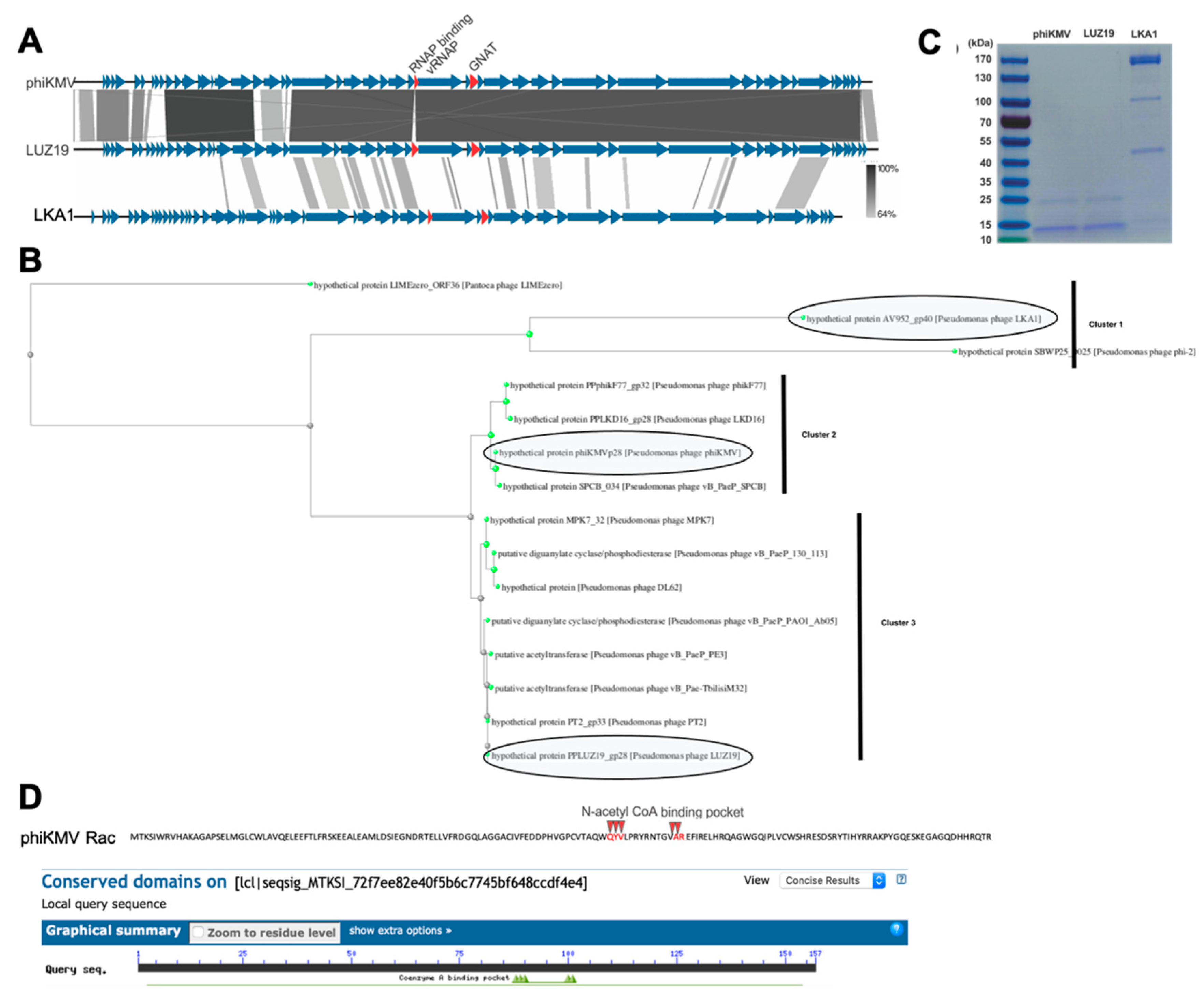 Viruses 12 00976 g0a3