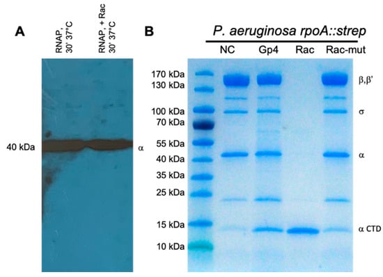 Viruses 12 00976 g0a4