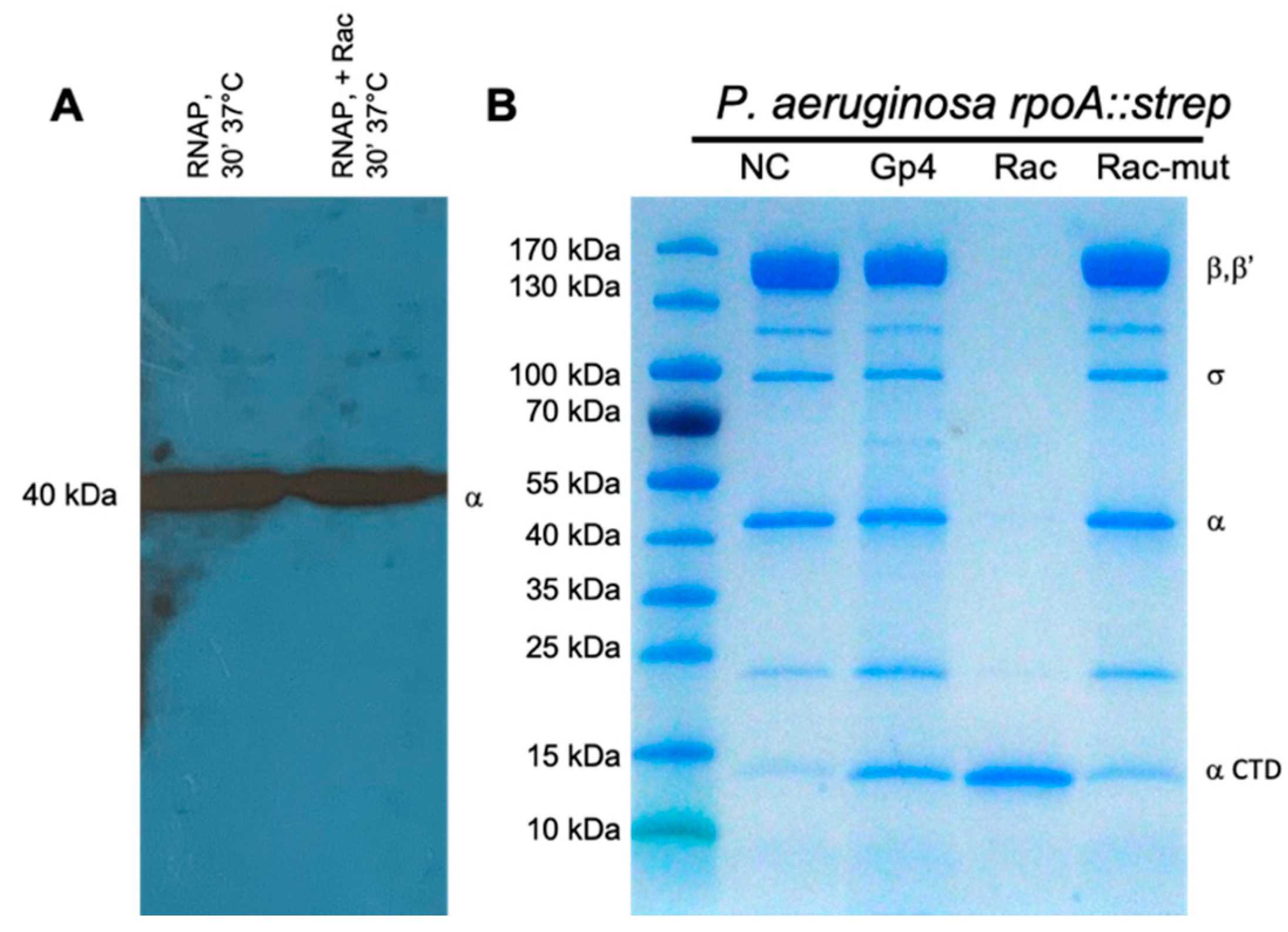 Viruses 12 00976 g0a4