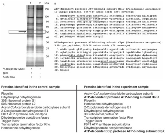 Viruses 12 00976 g0a6