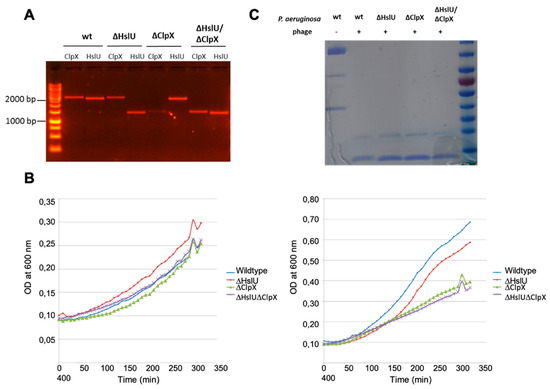 Viruses 12 00976 g0a7