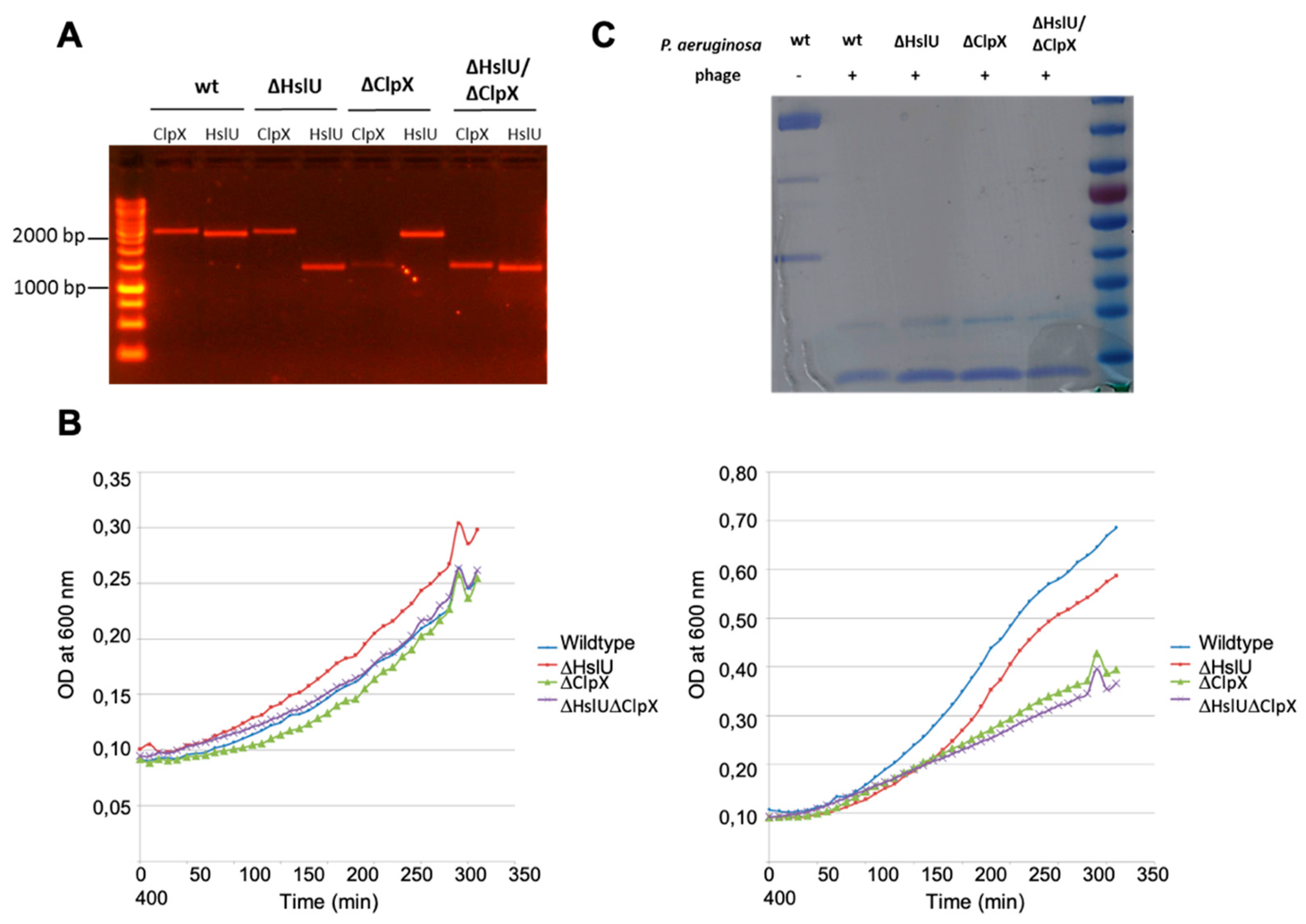 Viruses 12 00976 g0a7