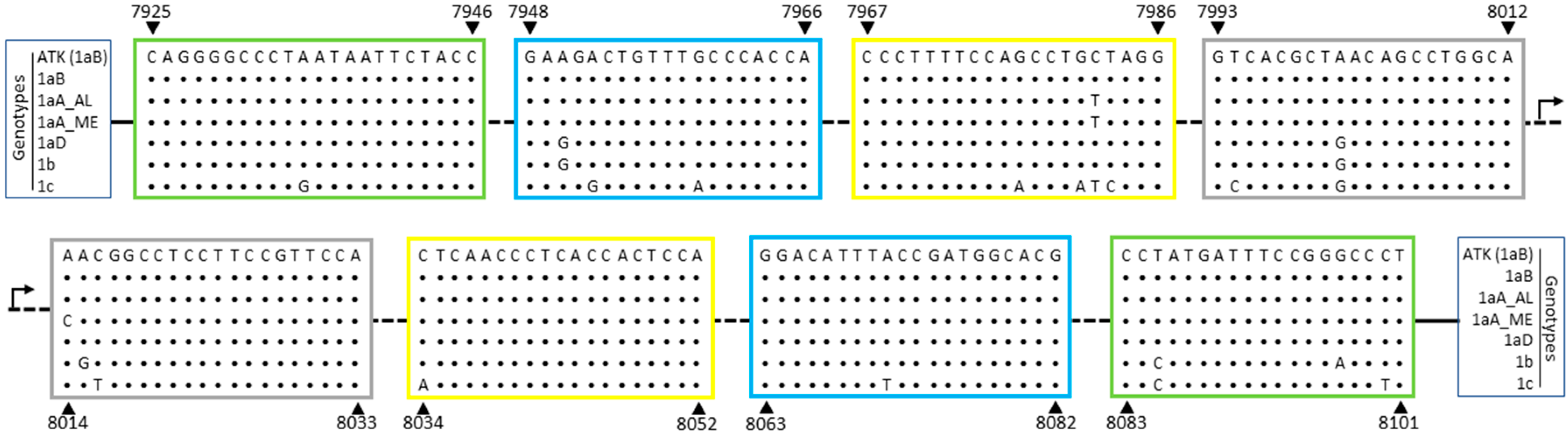 Viruses 12 00981 g001