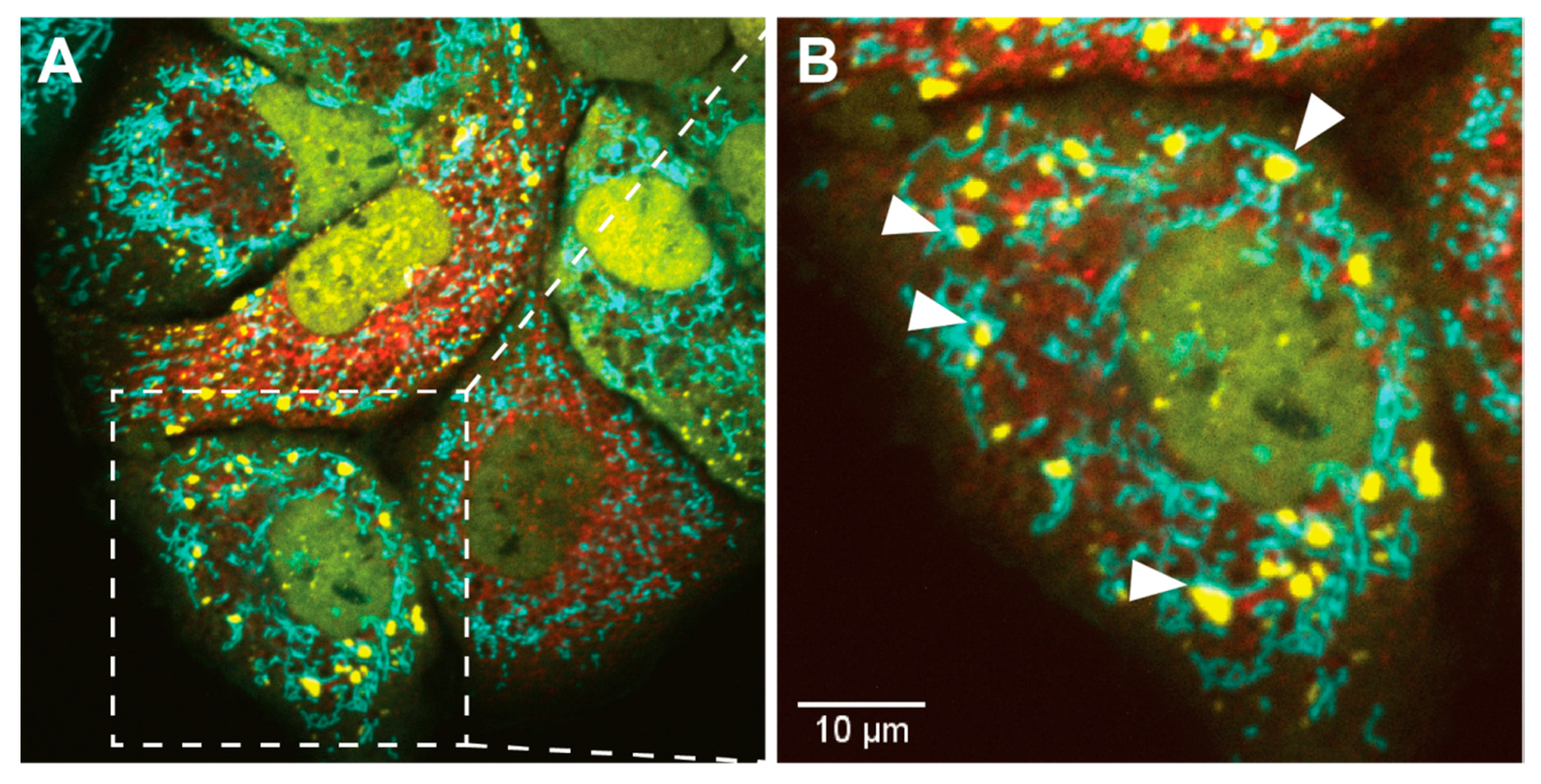 Viruses 12 00984 g003 Viruses 12 00984 g003