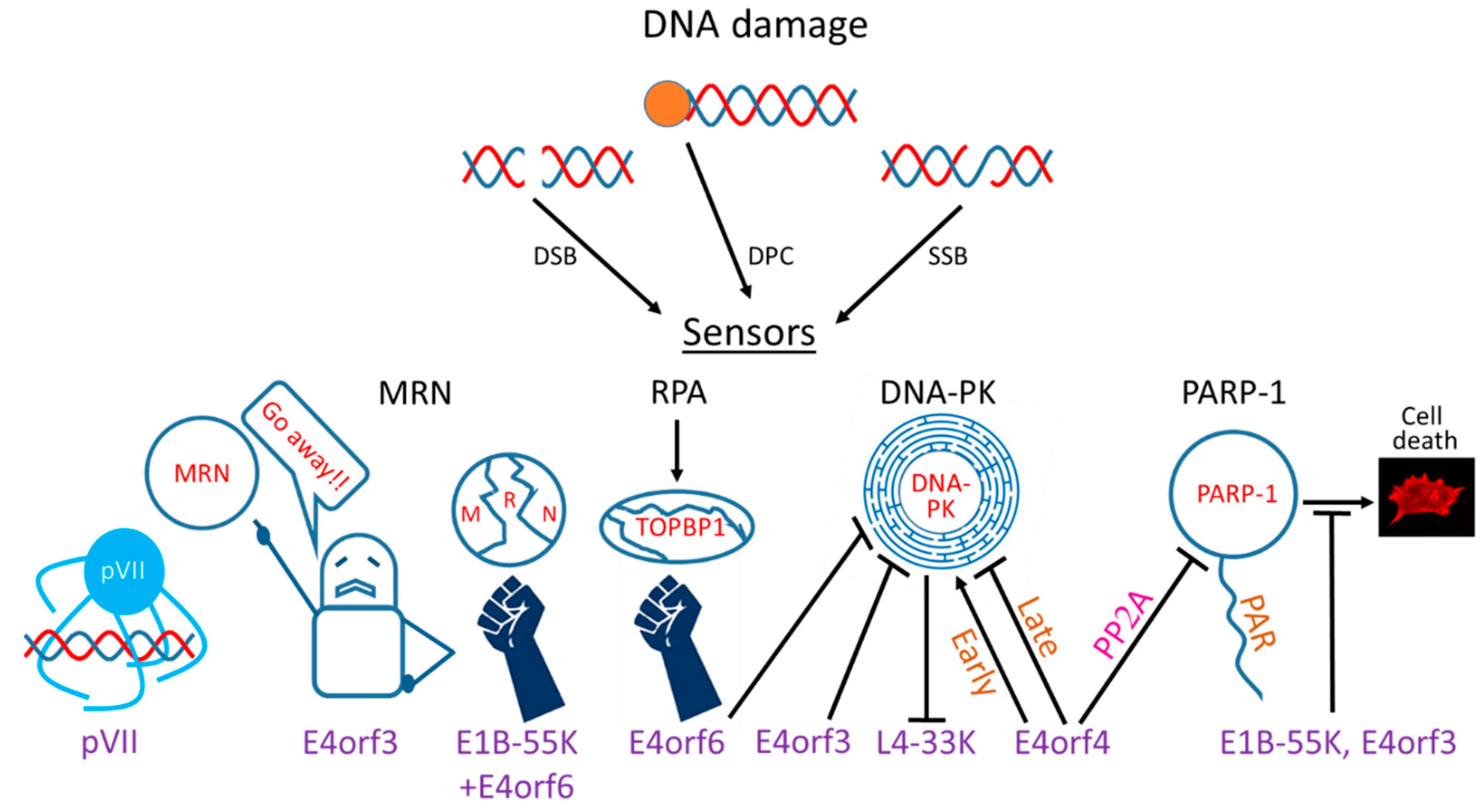 Viruses 12 00996 g001