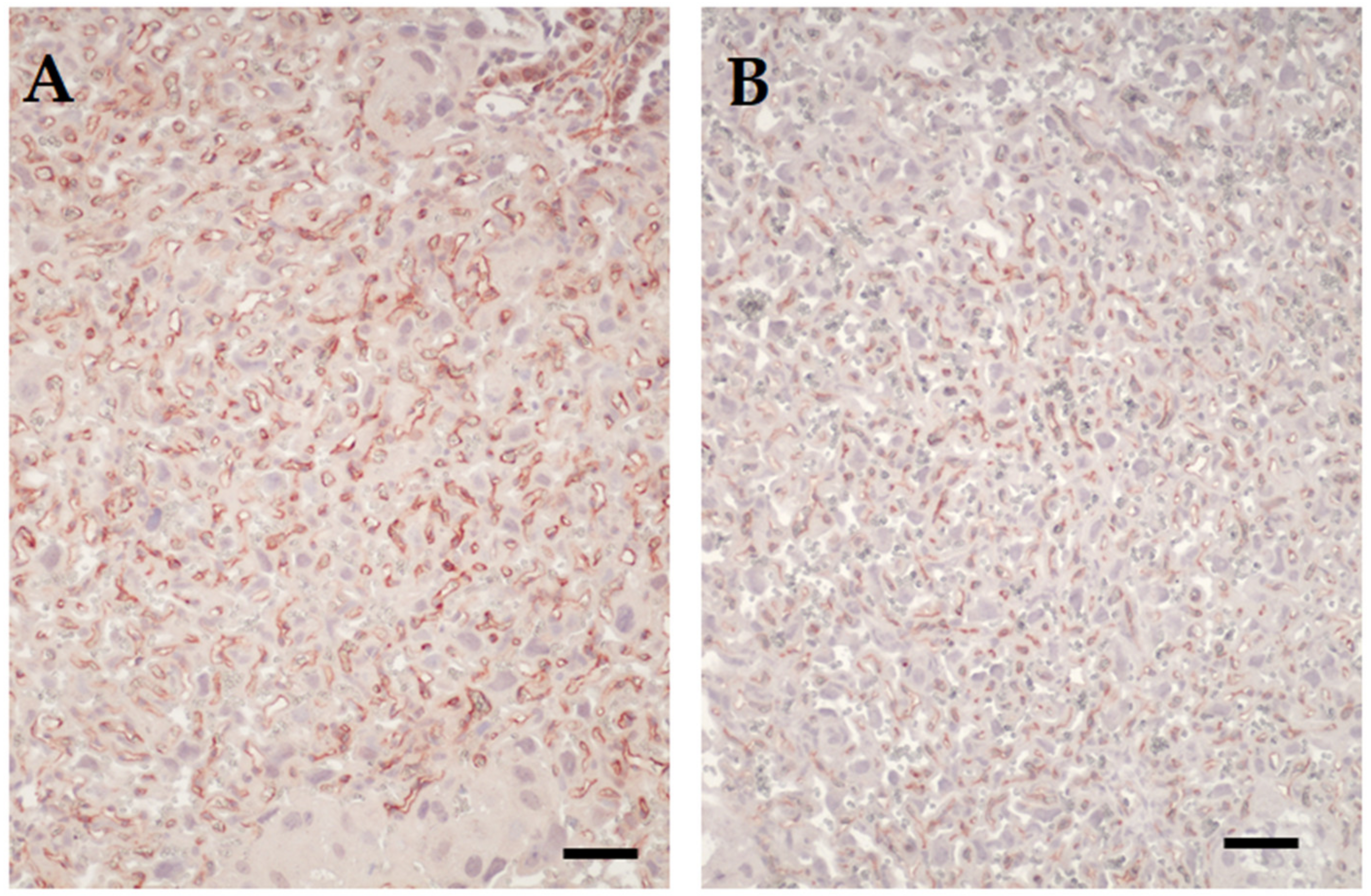 Viruses 12 01003 g003 Viruses 12 01003 g003