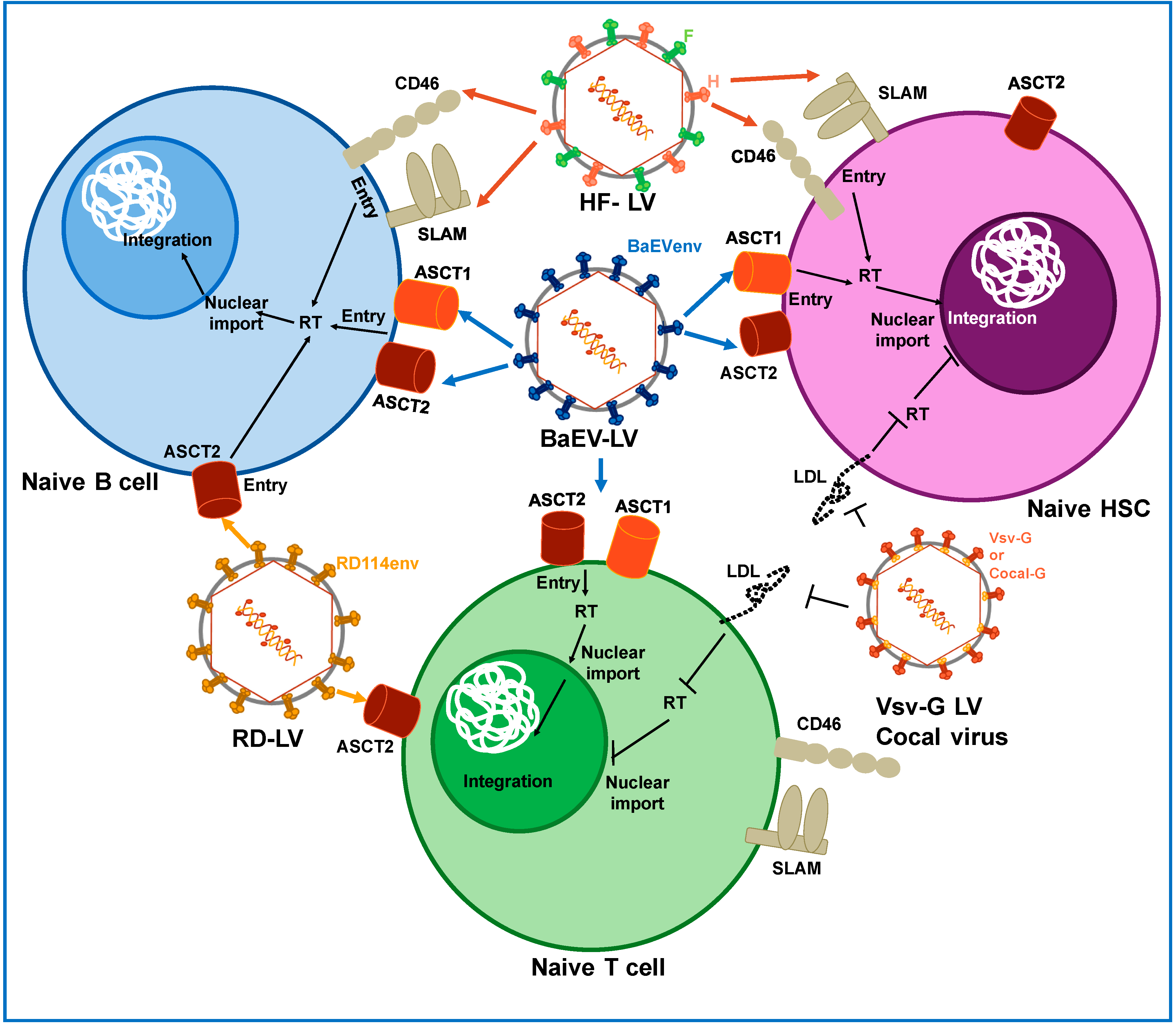 Viruses 12 01016 g002