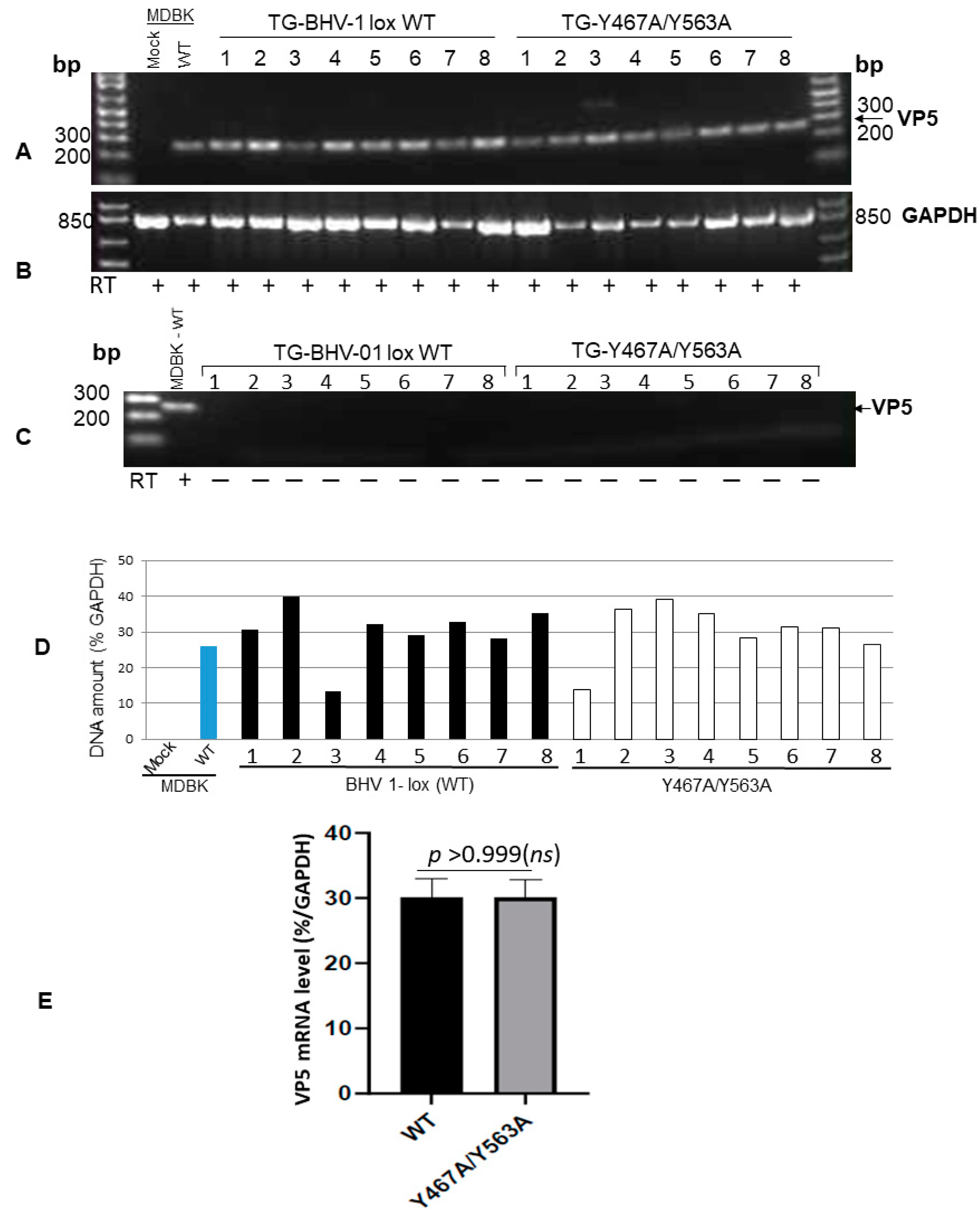 Viruses 12 01025 g004