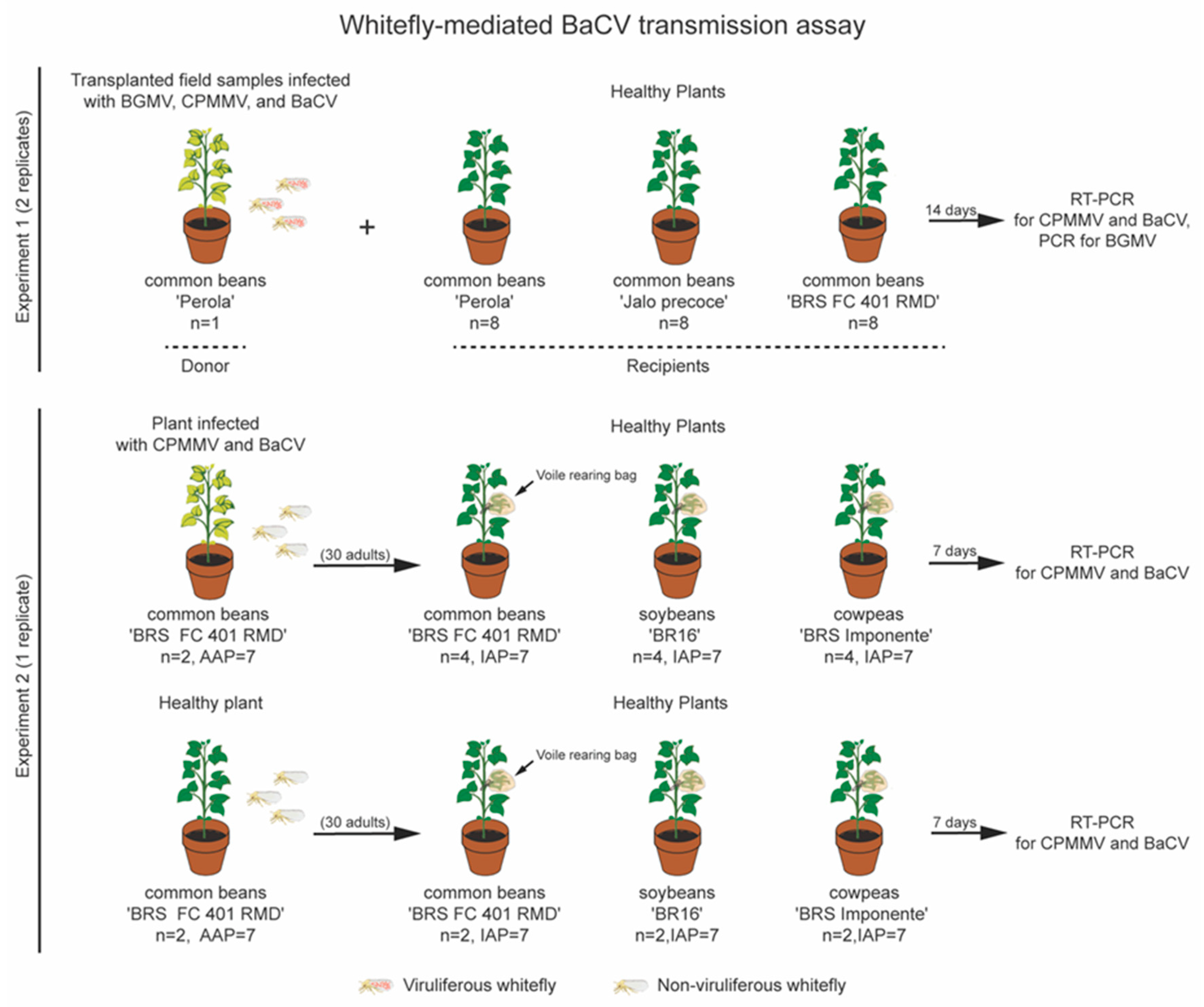 Viruses 12 01028 g003 Viruses 12 01028 g003
