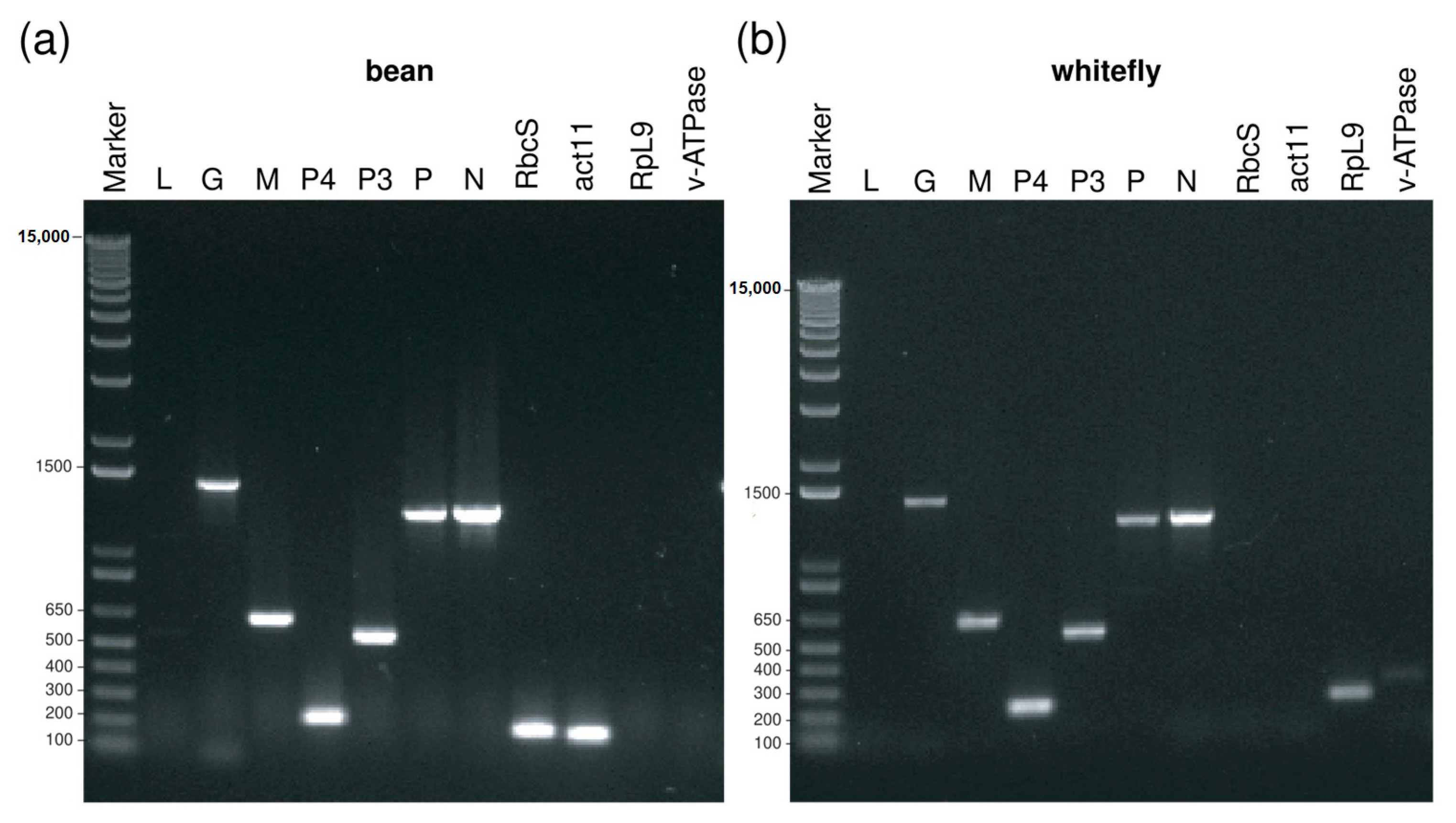 Viruses 12 01028 g008 Viruses 12 01028 g008