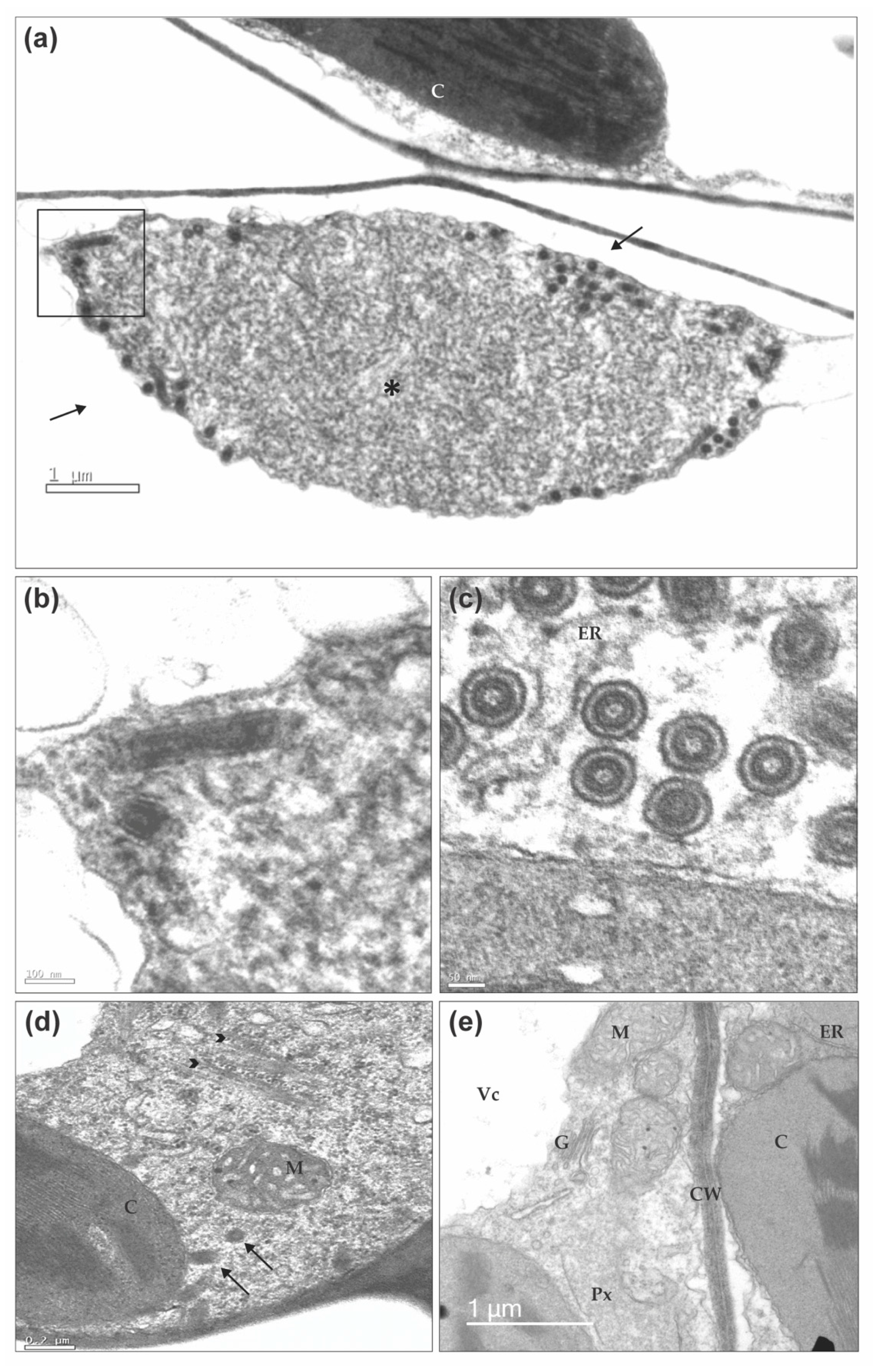 Viruses 12 01028 g009 Viruses 12 01028 g009