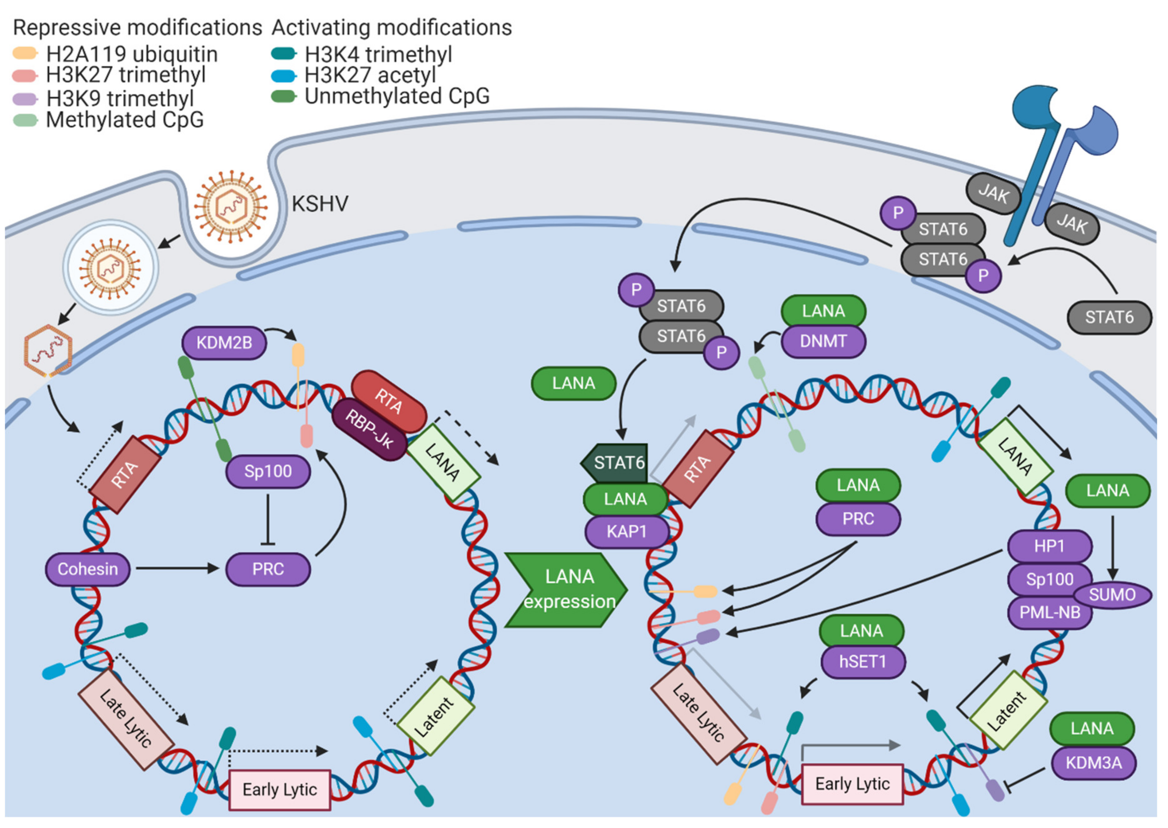 Viruses 12 01034 g001