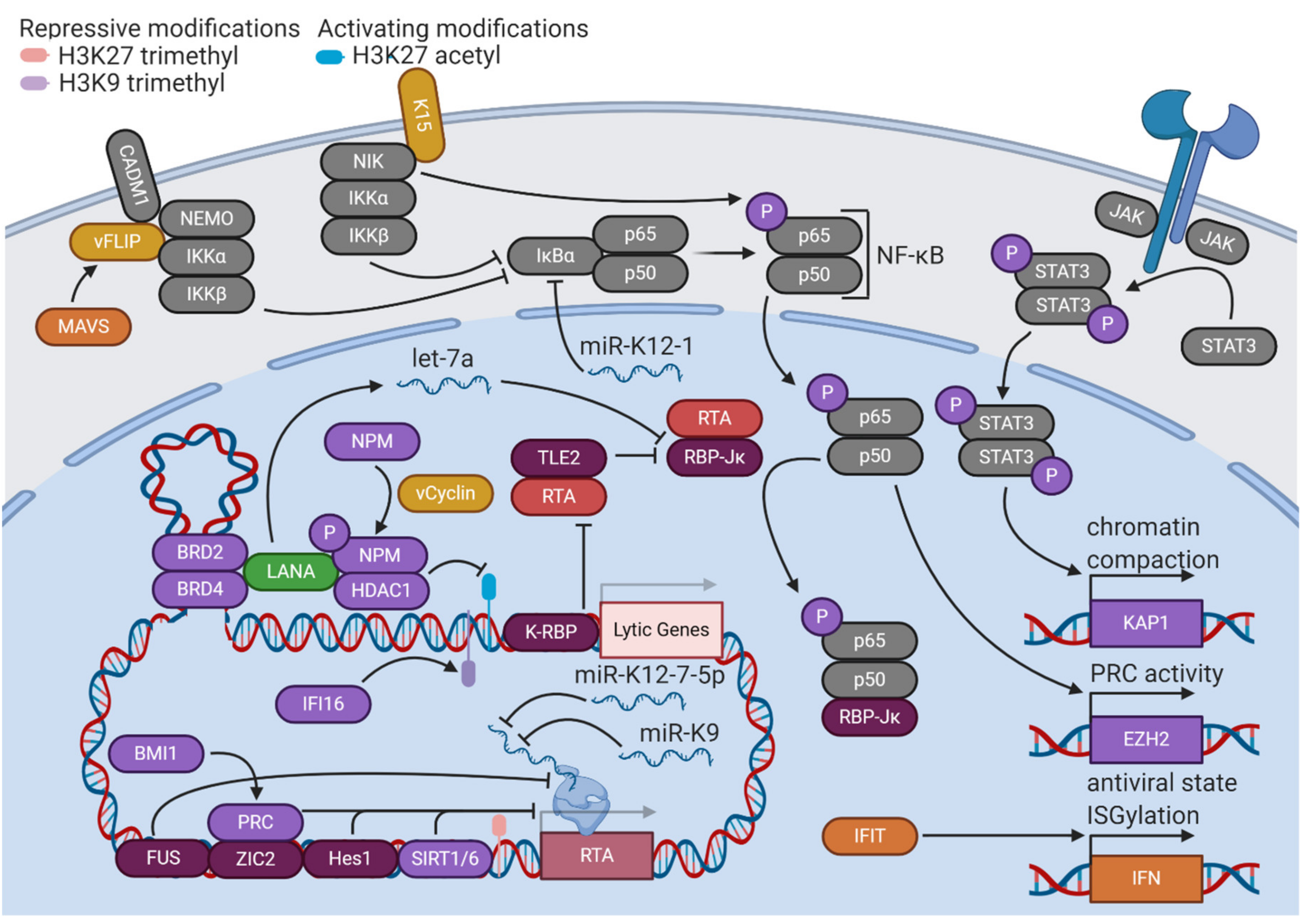 Viruses 12 01034 g002