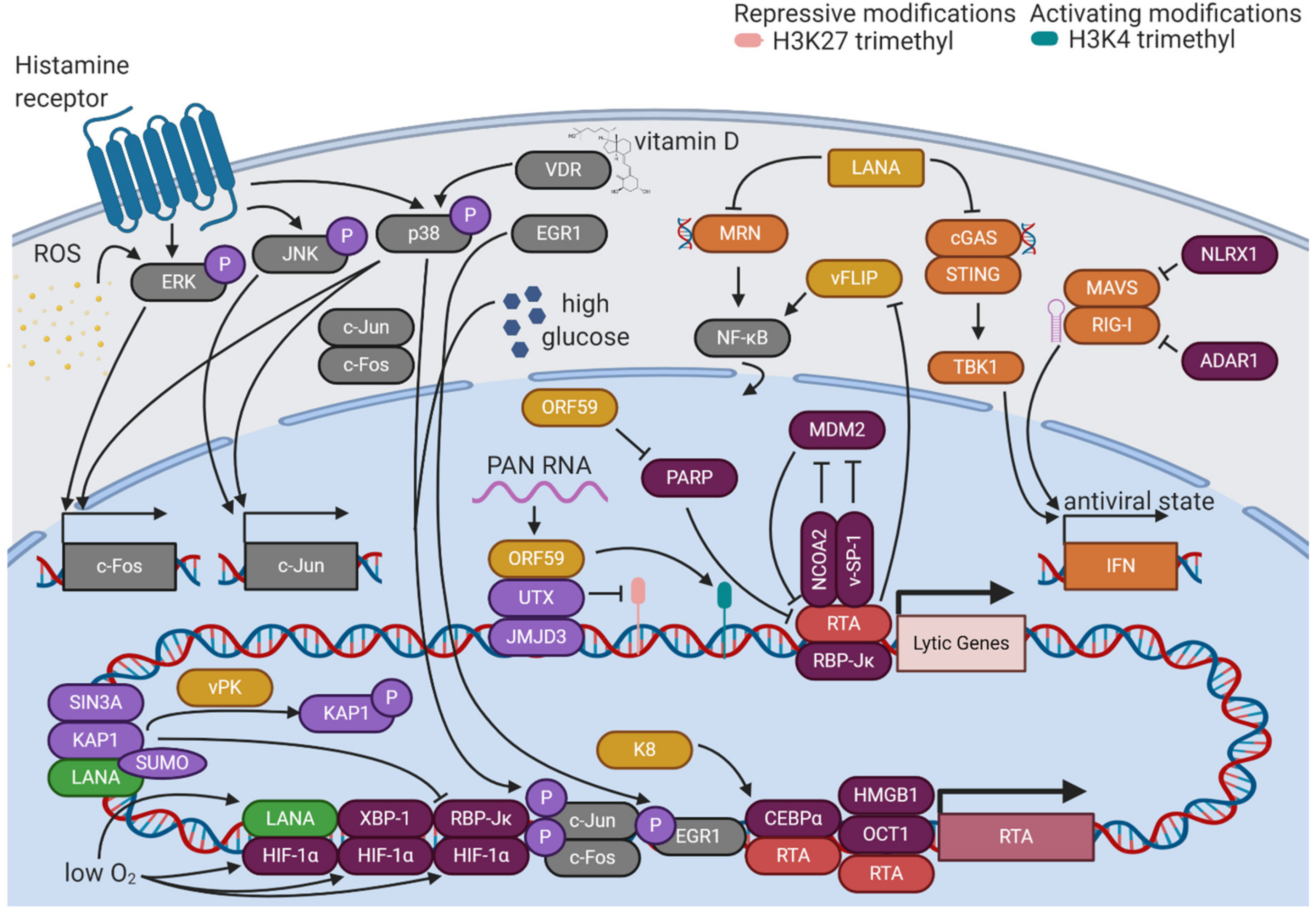 Viruses 12 01034 g003