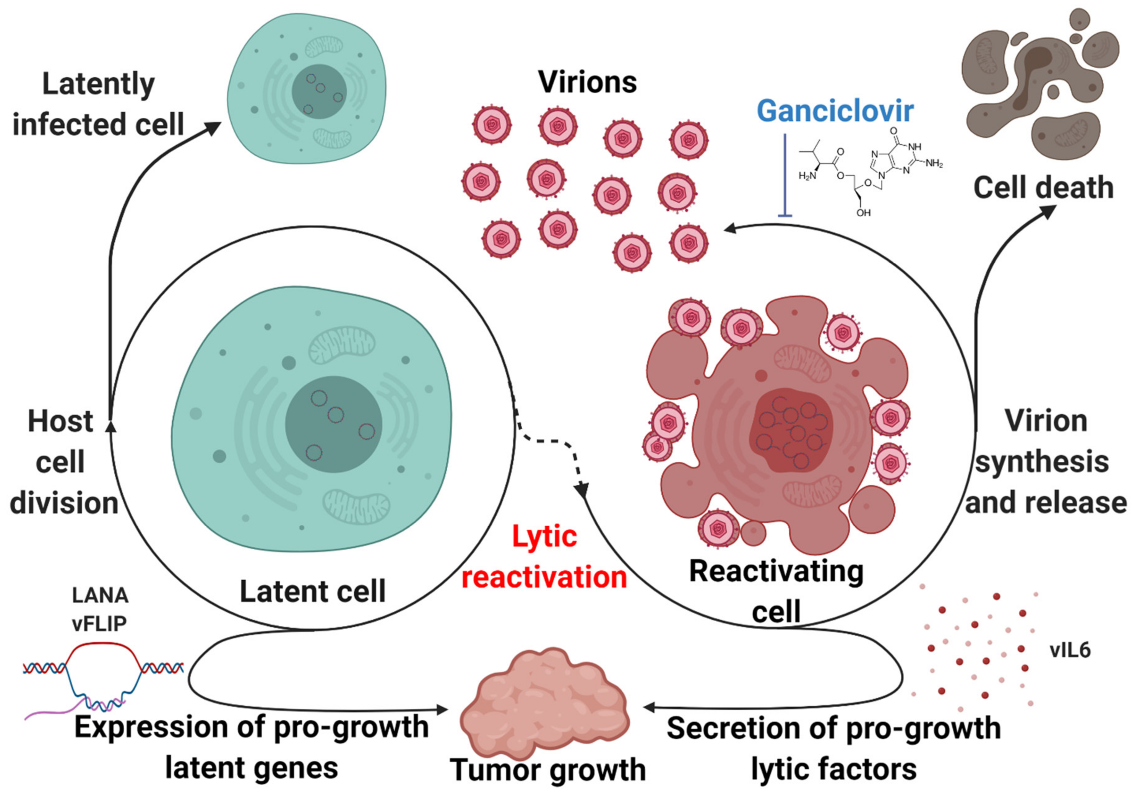 Viruses 12 01034 g004