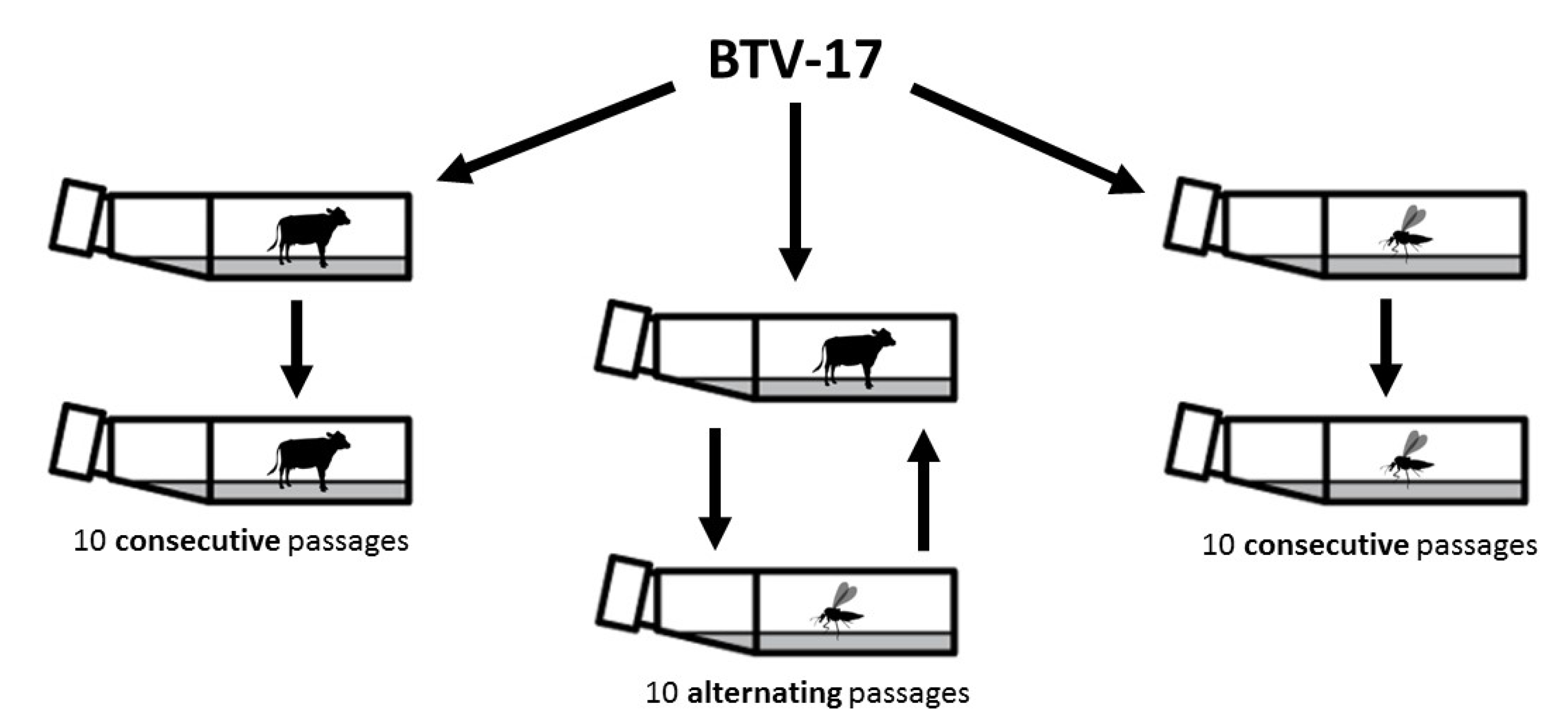 Viruses 12 01038 g001 Viruses 12 01038 g001