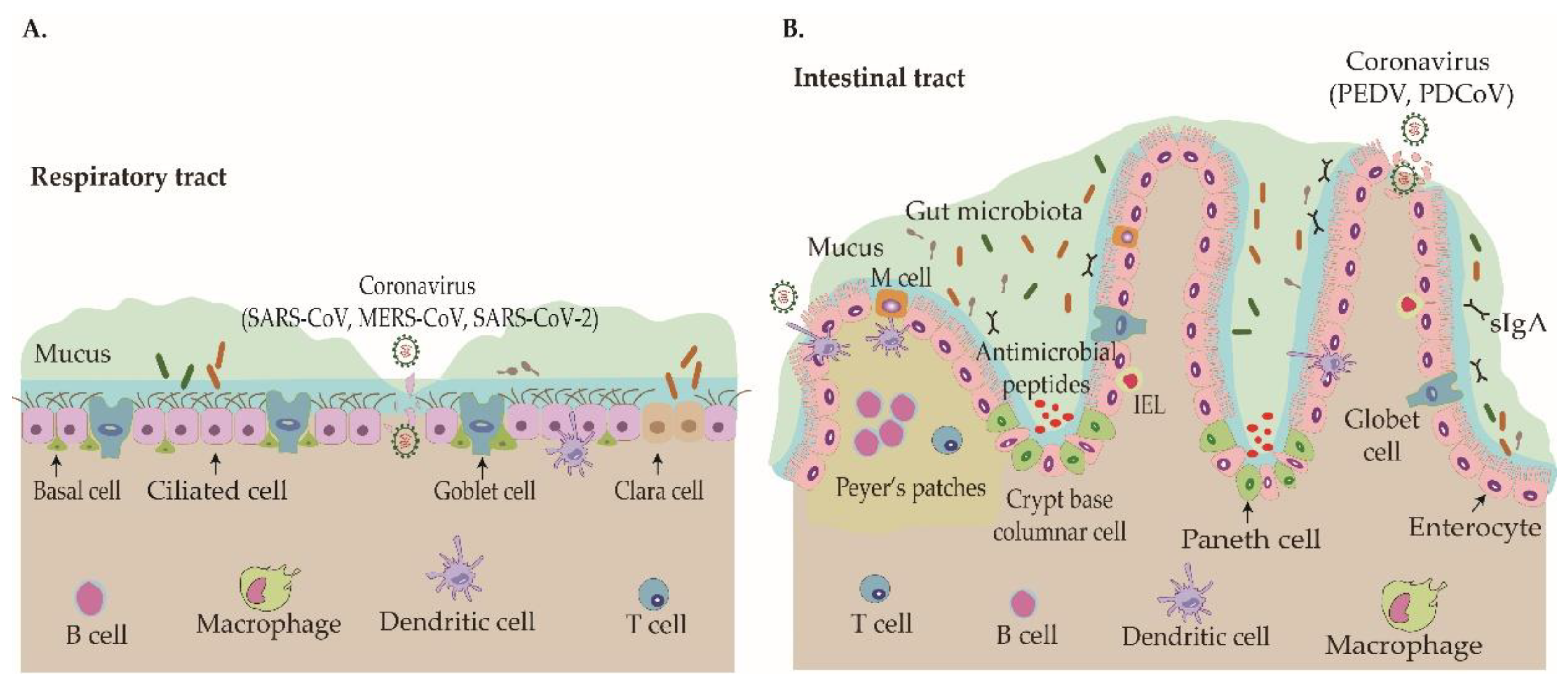 Viruses 12 01039 g001