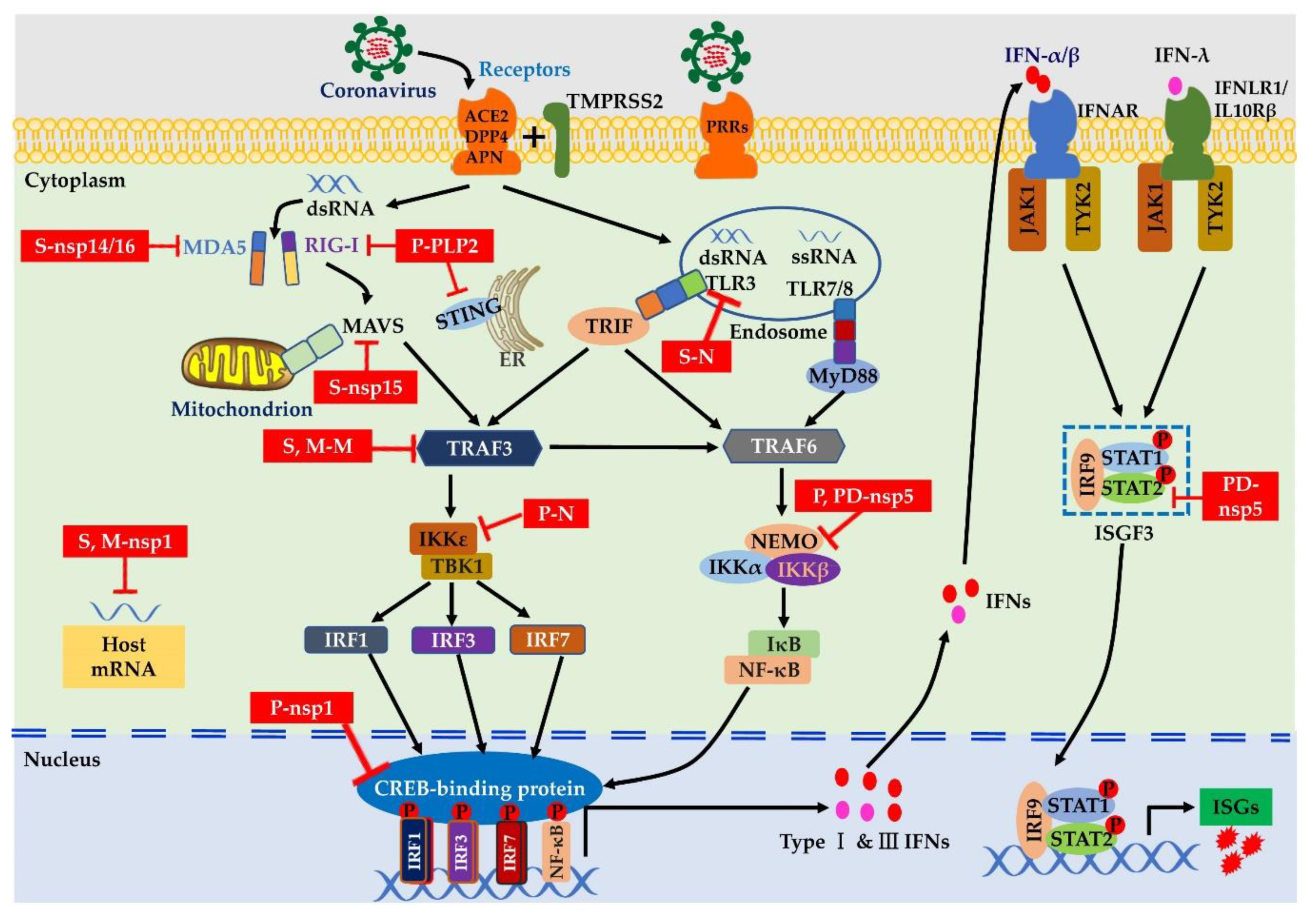 Viruses 12 01039 g002