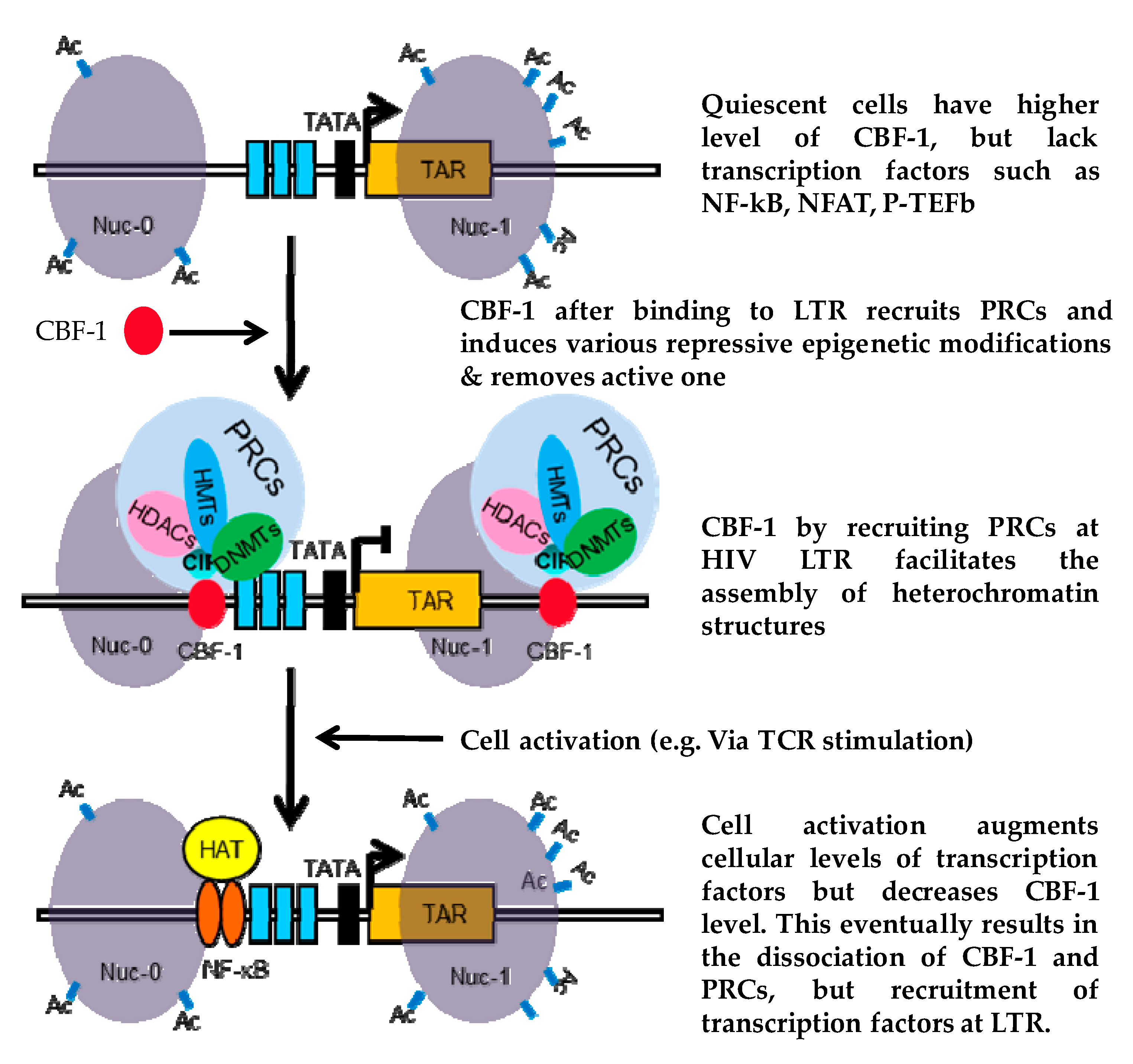 Viruses 12 01040 g006