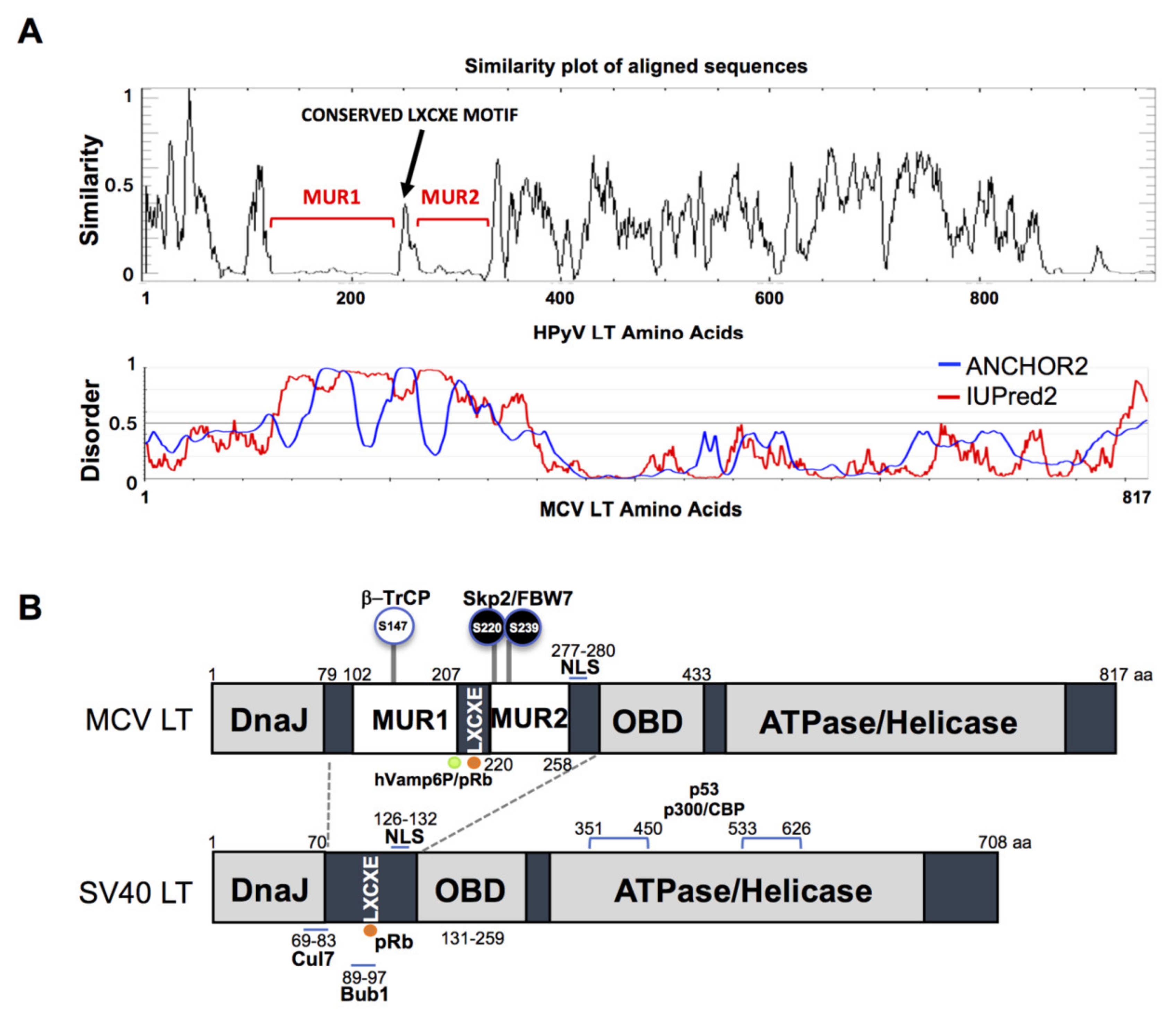 Viruses 12 01043 g001