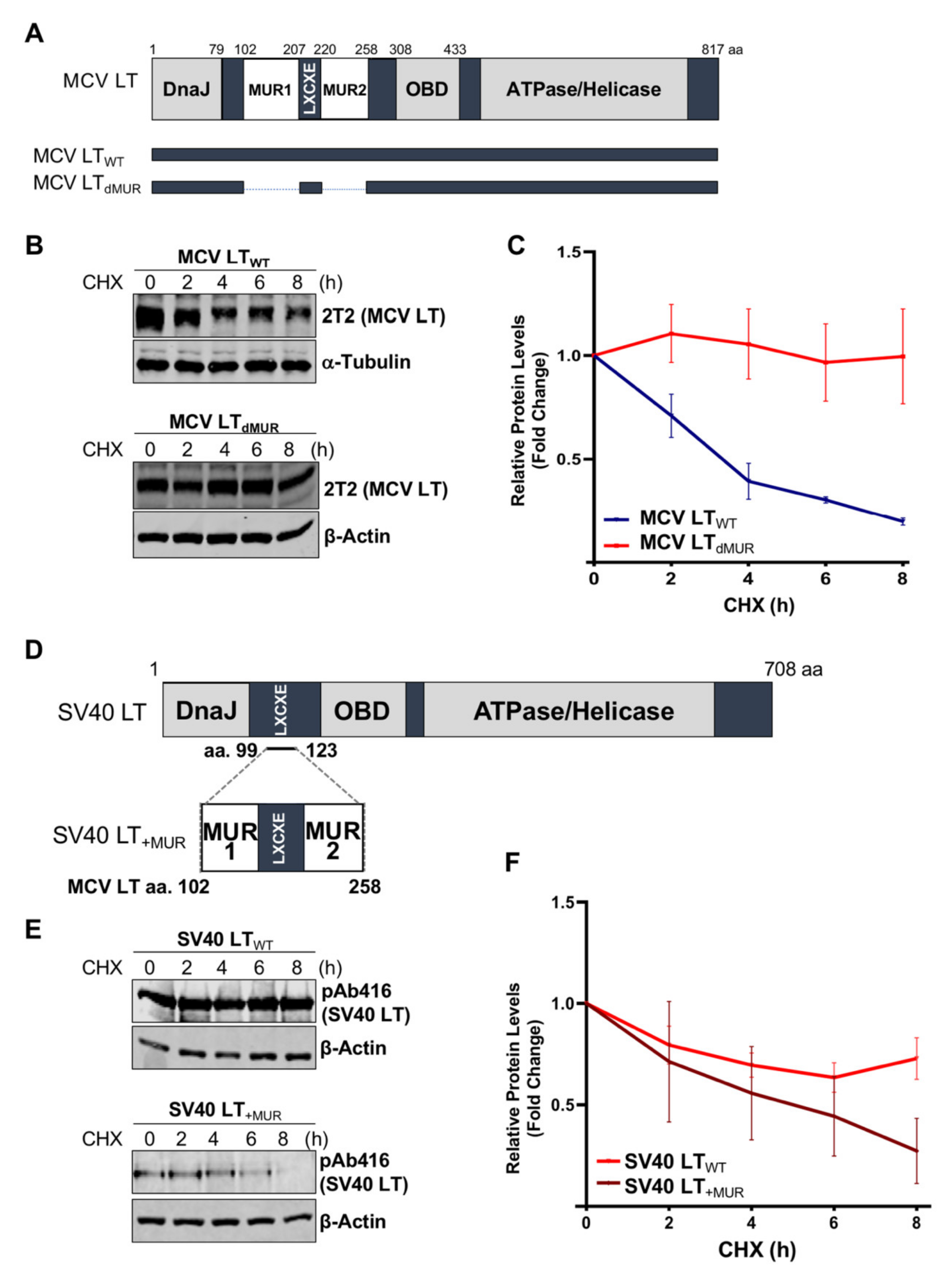 Viruses 12 01043 g002