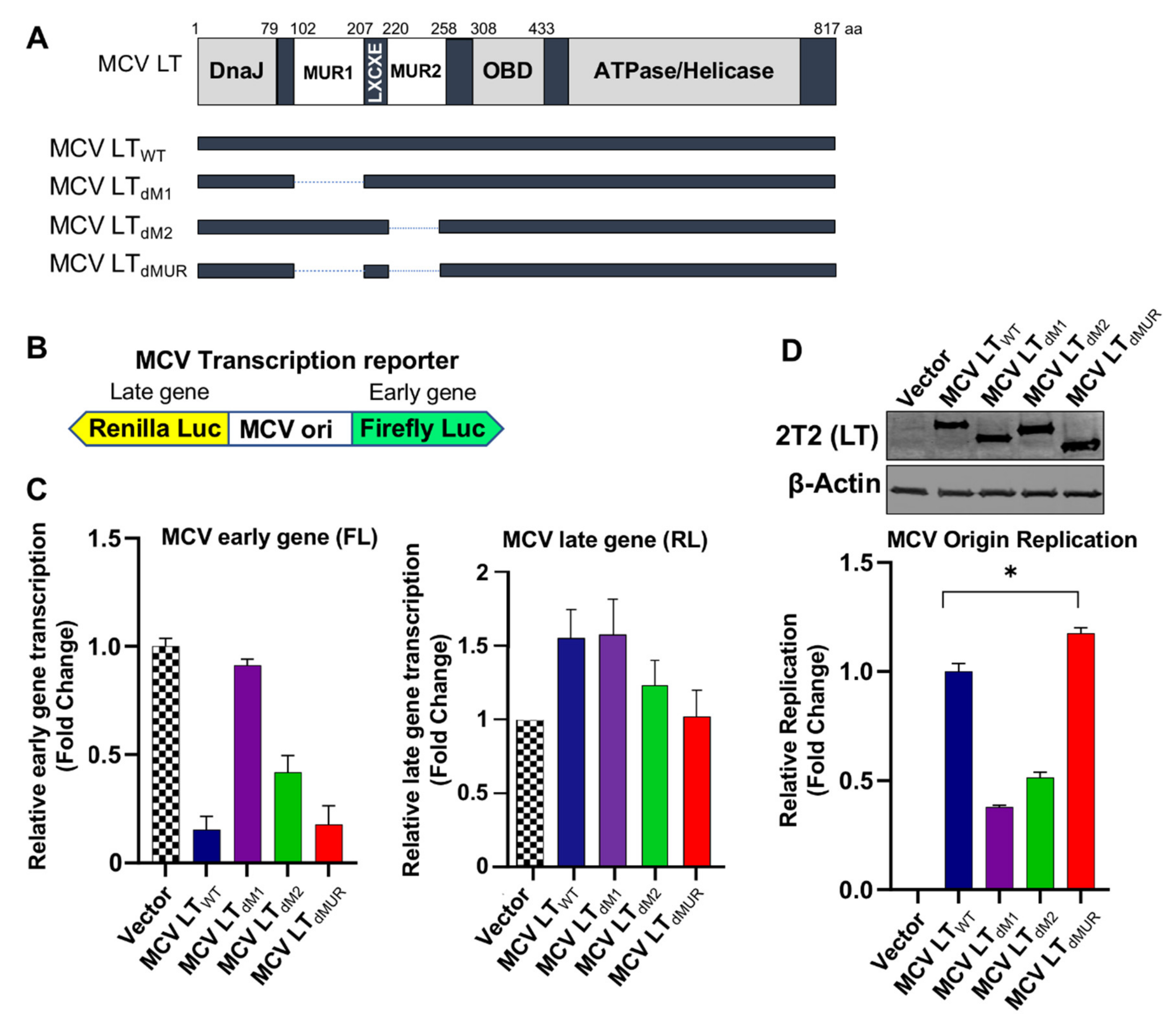 Viruses 12 01043 g003