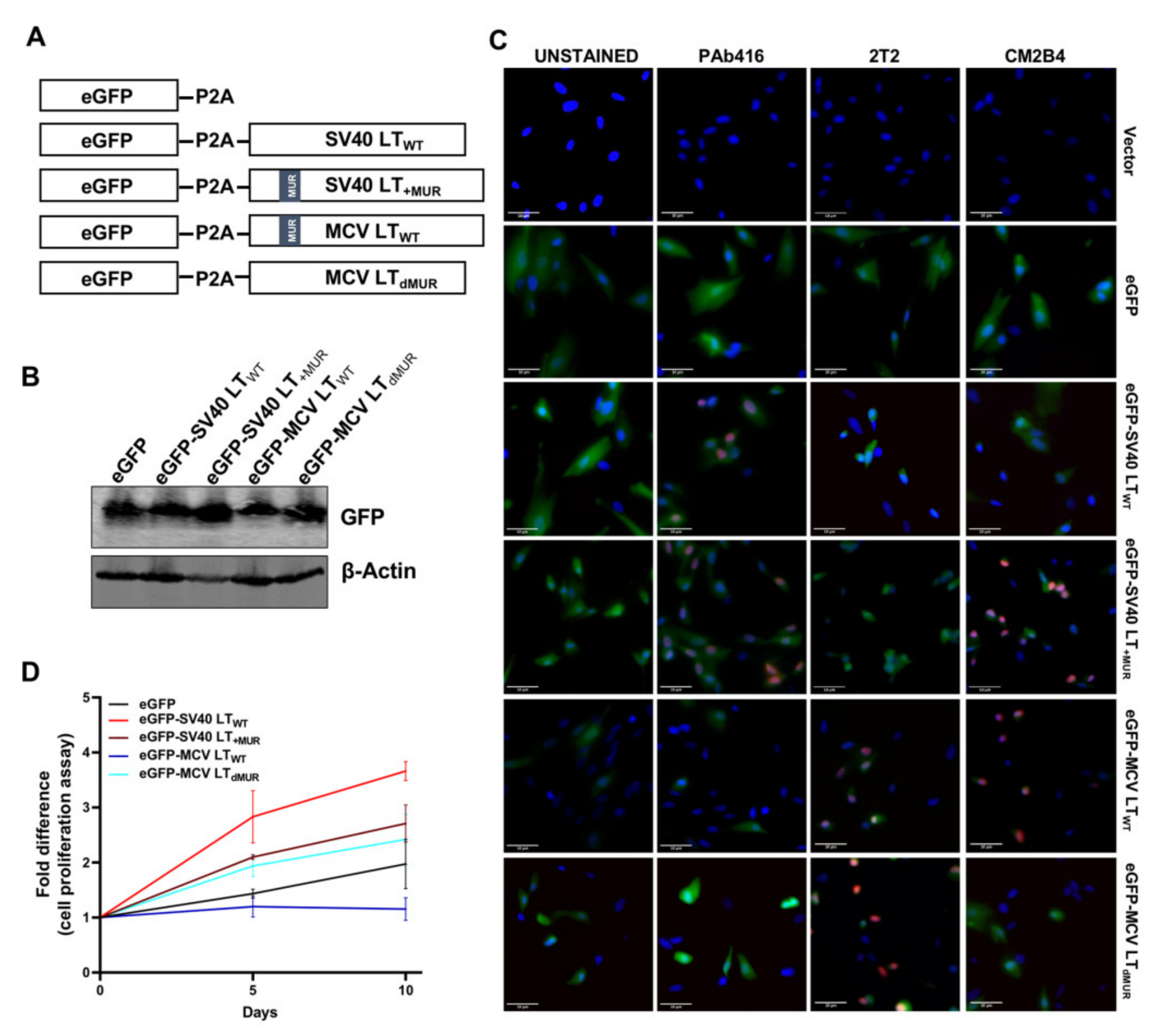 Viruses 12 01043 g004