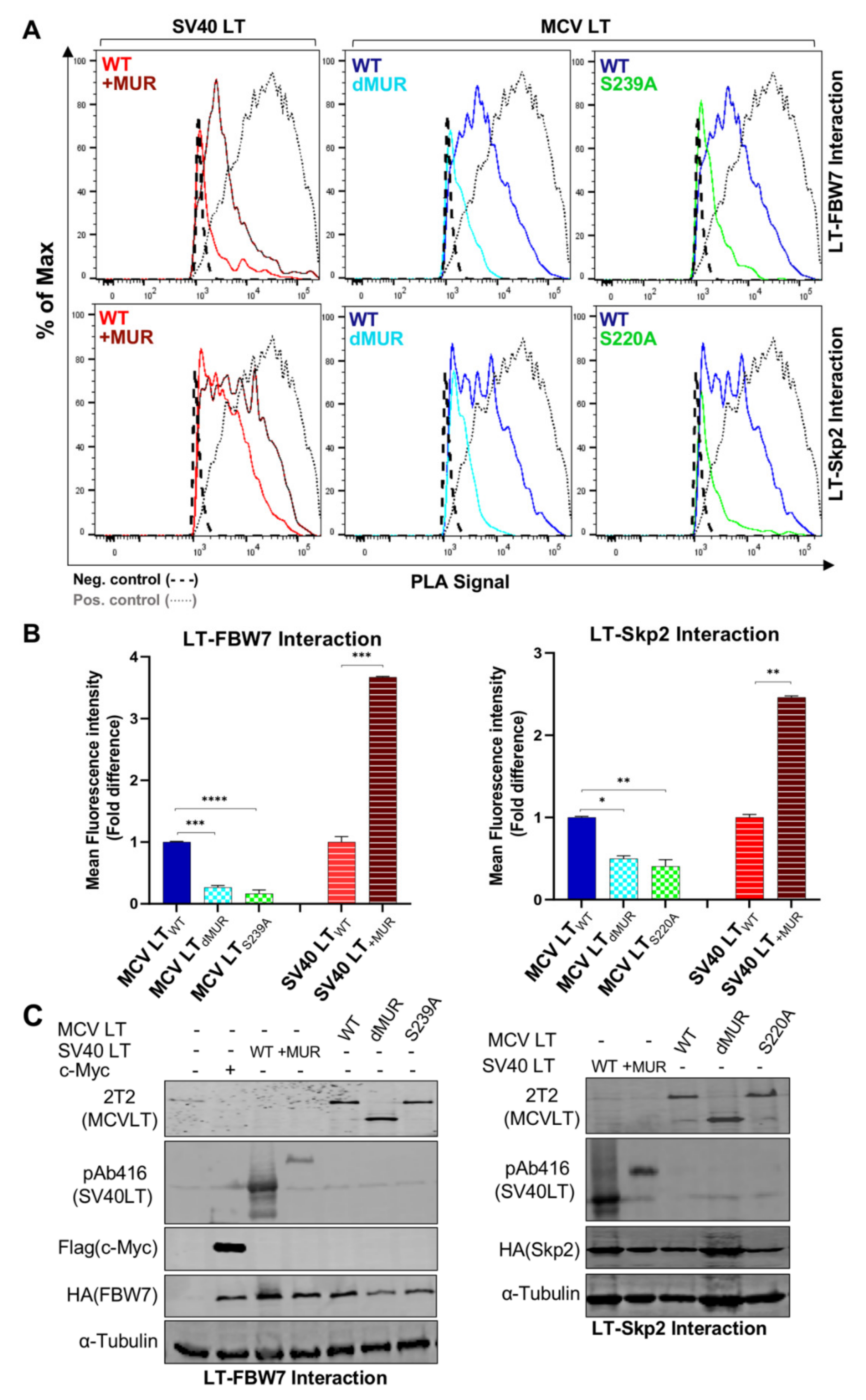 Viruses 12 01043 g005