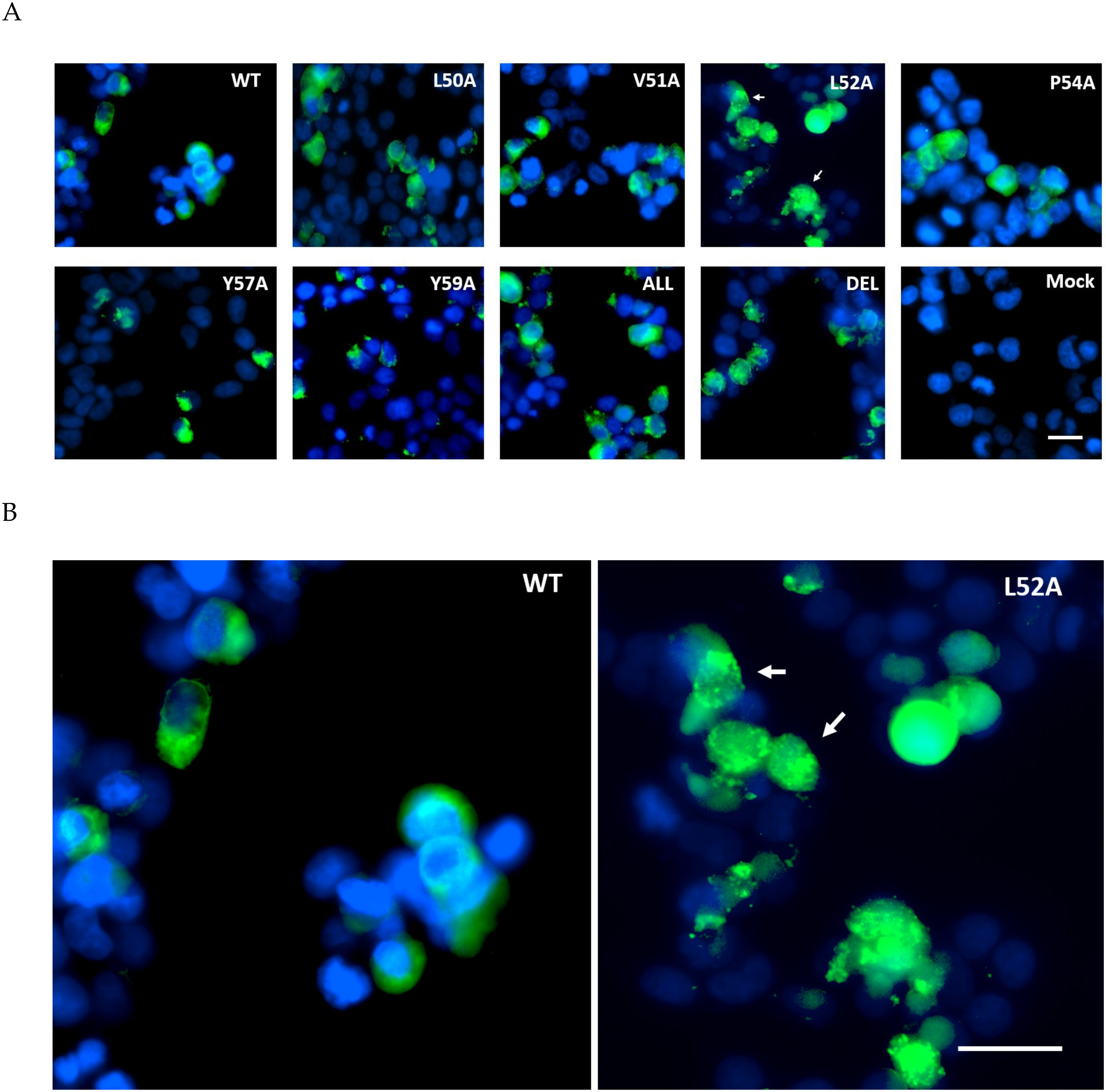 Viruses 12 01054 g003