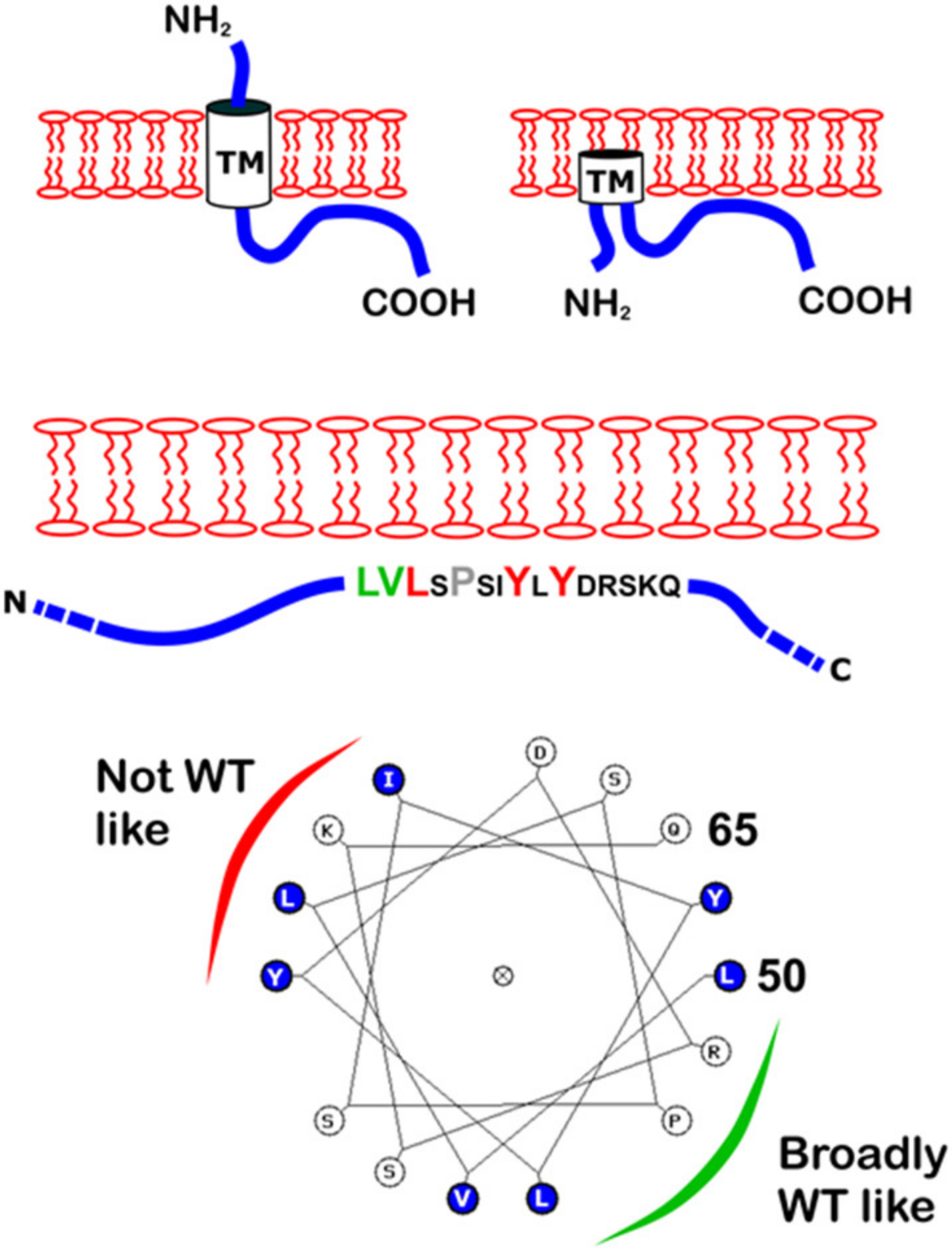 Viruses 12 01054 g006