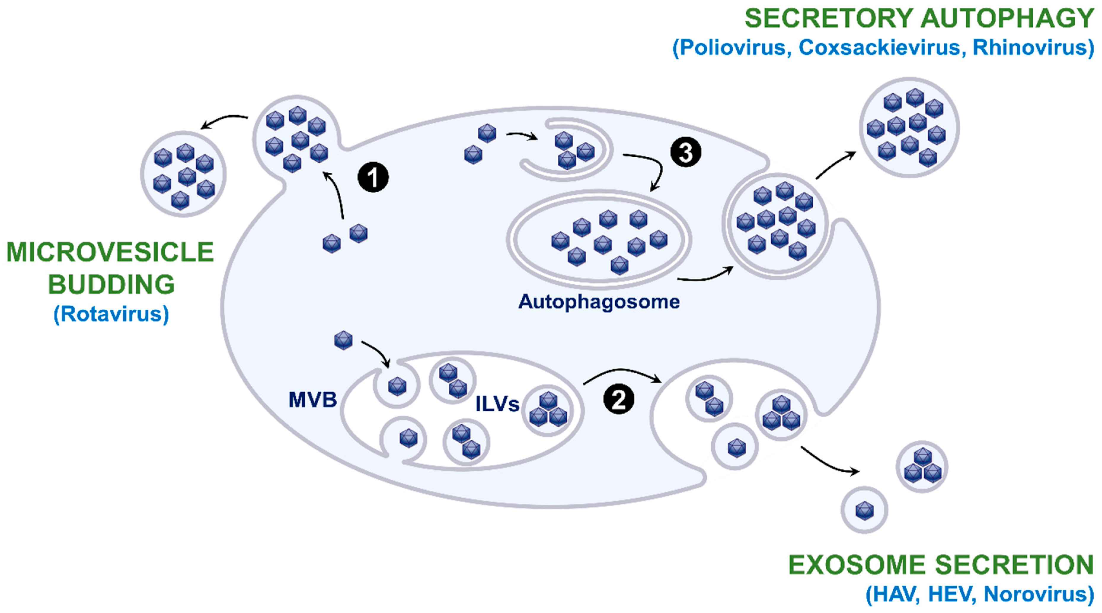 Viruses 12 01086 g001